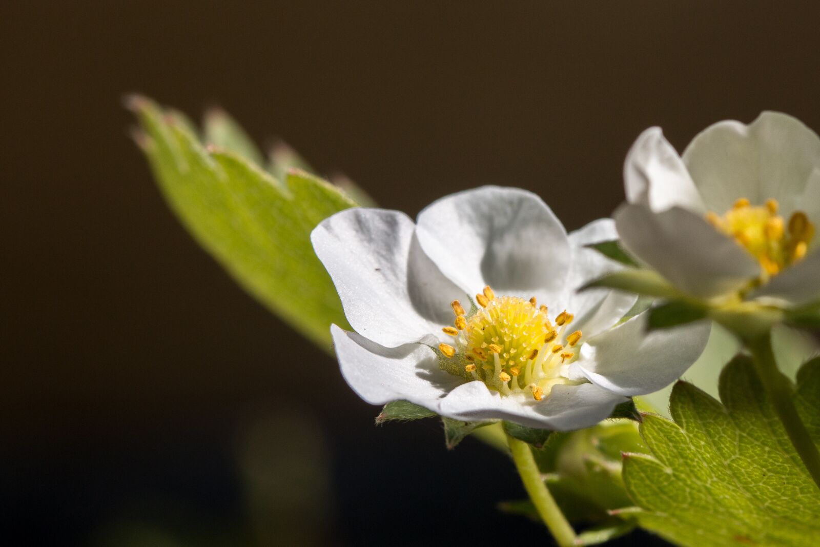 Canon EOS 70D + Canon EF 100mm F2.8 Macro USM sample photo. Flower, closeup, strawberrie photography