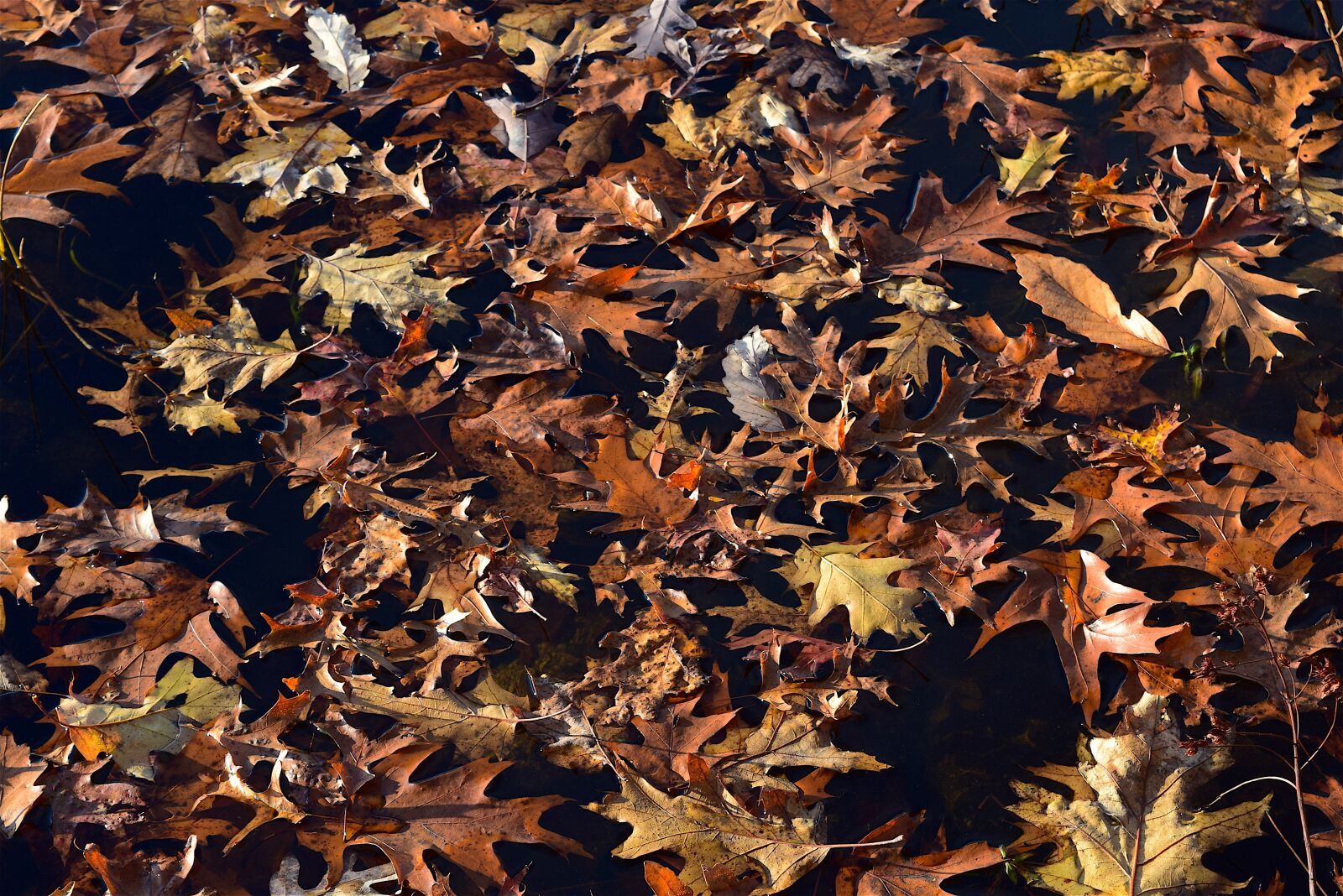 Nikon D3300 sample photo. Leaves, autumn, foliage photography
