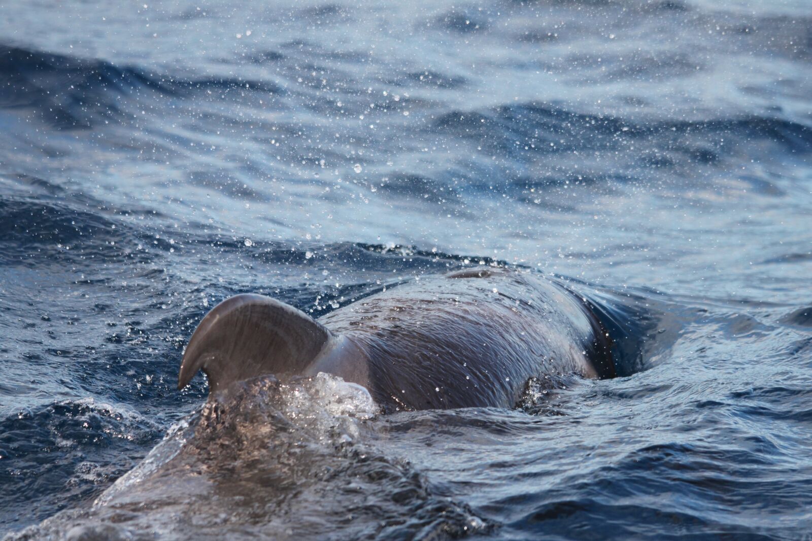 Canon EOS 500D (EOS Rebel T1i / EOS Kiss X3) sample photo. Dolphin, tenerife, marine mammals photography