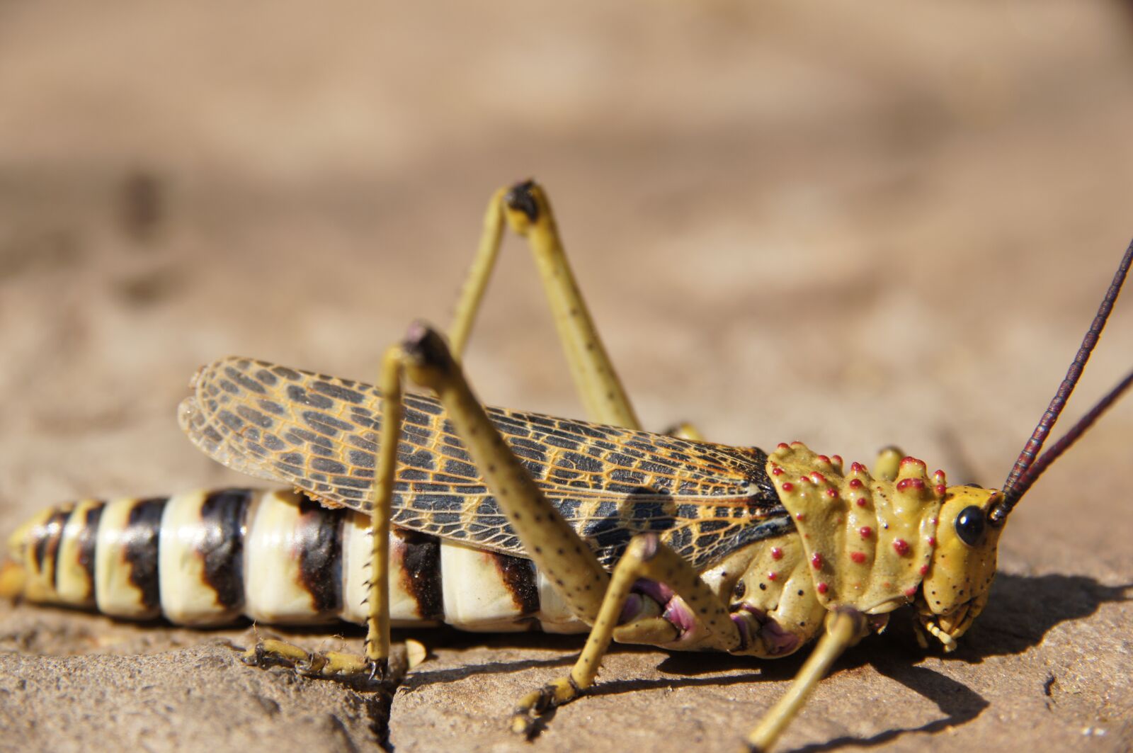 Sony SLT-A55 (SLT-A55V) sample photo. Insect, animal, nature photography