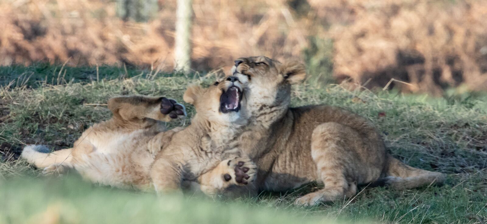 Canon EOS 7D Mark II sample photo. Lion cub, baby lion photography