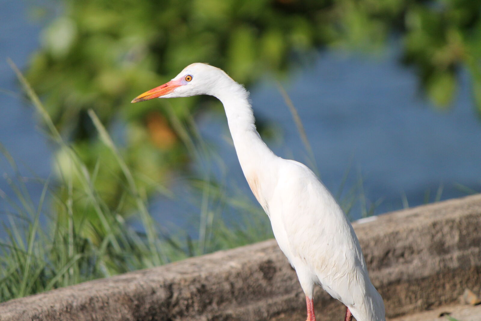 Canon EF-S 55-250mm F4-5.6 IS II sample photo