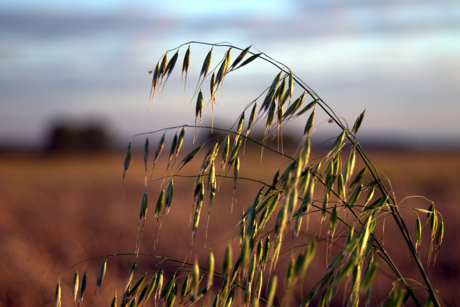 Pentax K-S2 sample photo. Oats, collections, harvest festival photography