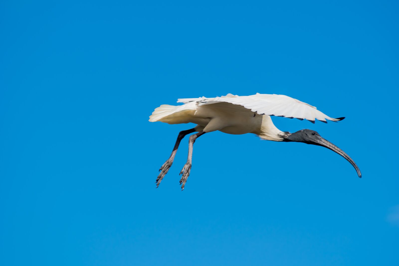 Nikon D5500 sample photo. Ibis, bird, flying photography