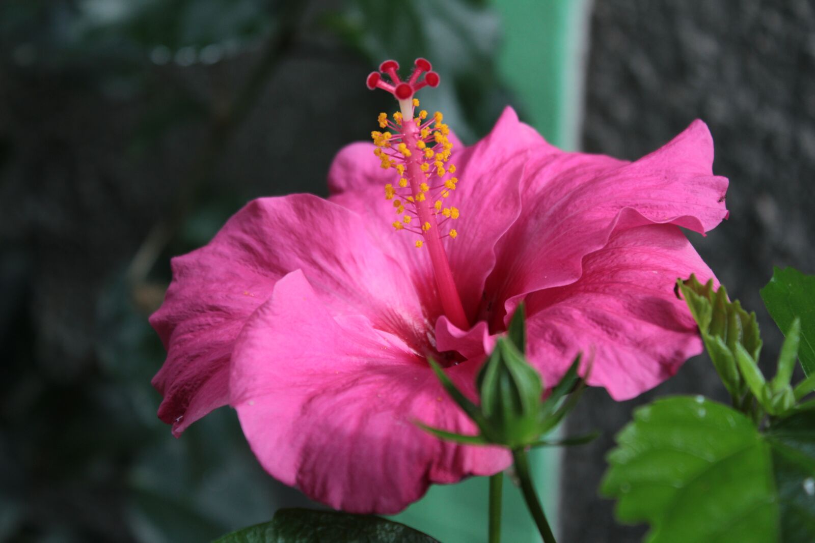 Canon EOS 1300D (EOS Rebel T6 / EOS Kiss X80) sample photo. Flower, garden, nature photography