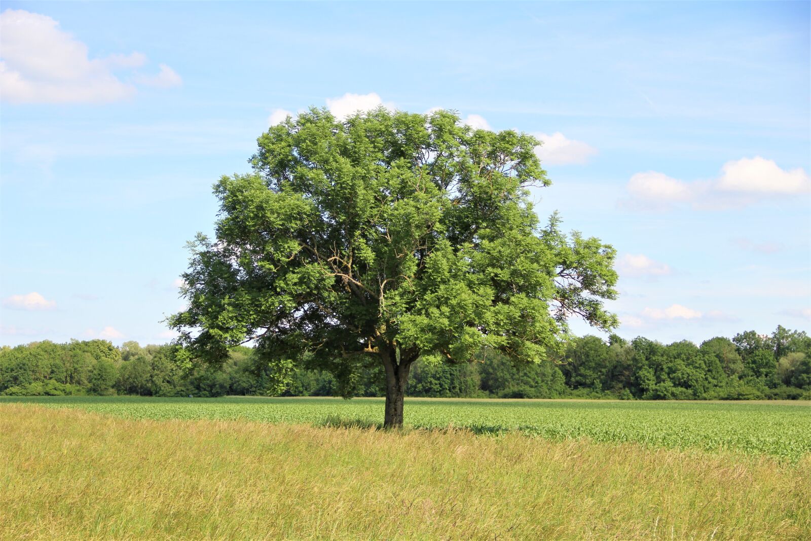 Canon EOS 550D (EOS Rebel T2i / EOS Kiss X4) sample photo. Bavaria, nature, tree photography