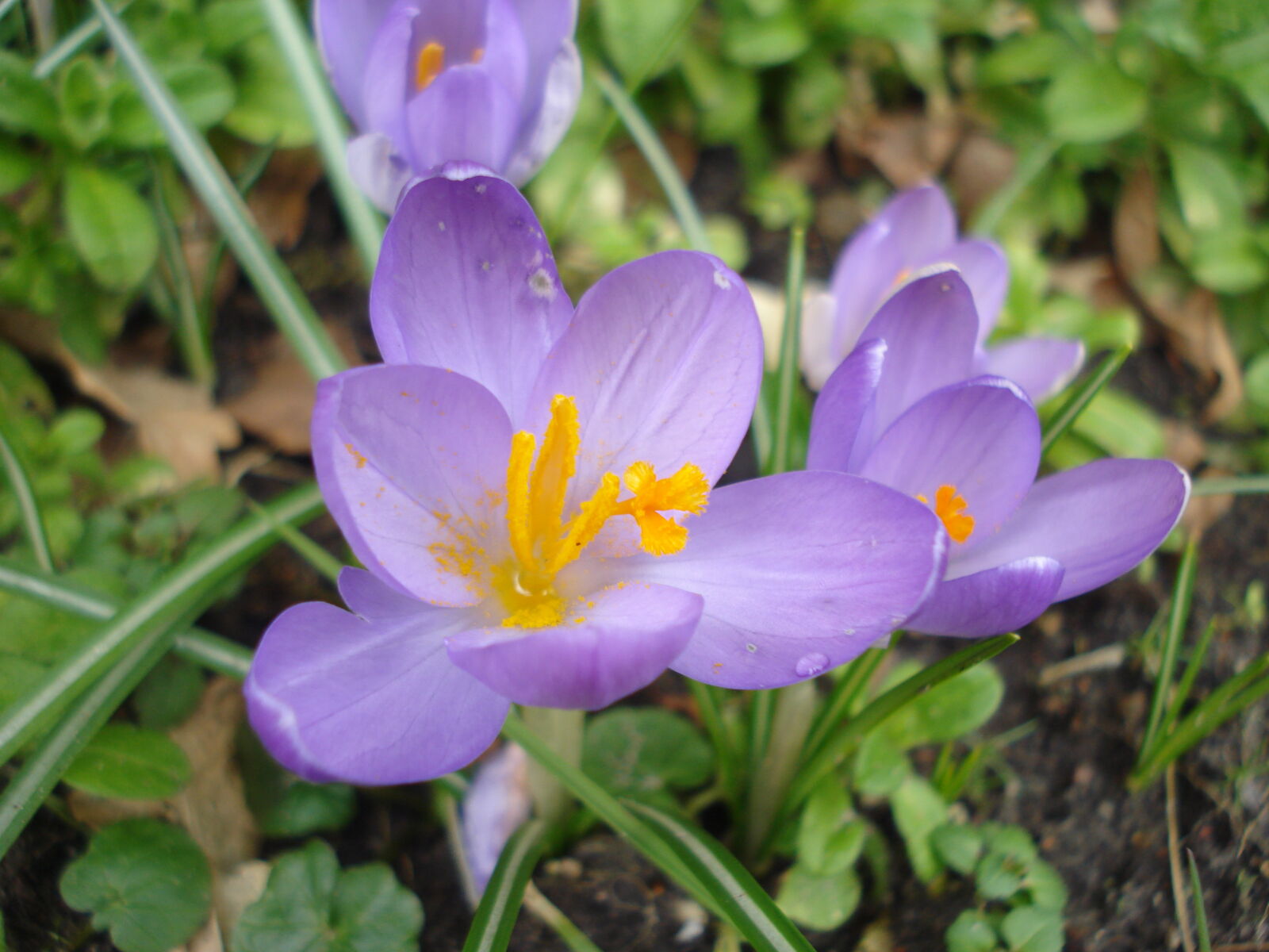 Sony DSC-W55 sample photo