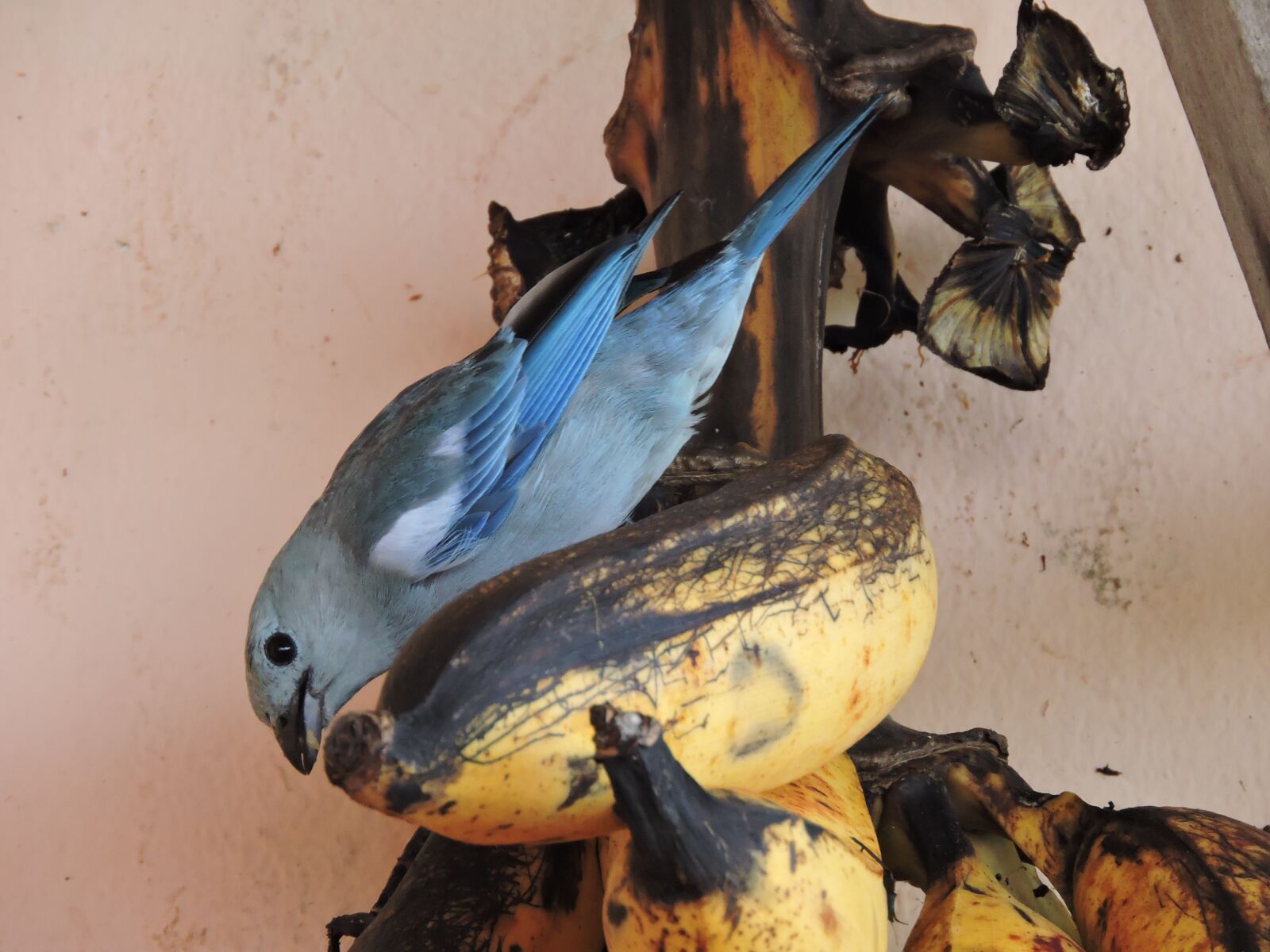 Nikon Coolpix P600 sample photo. Nature, animals, amazonas photography