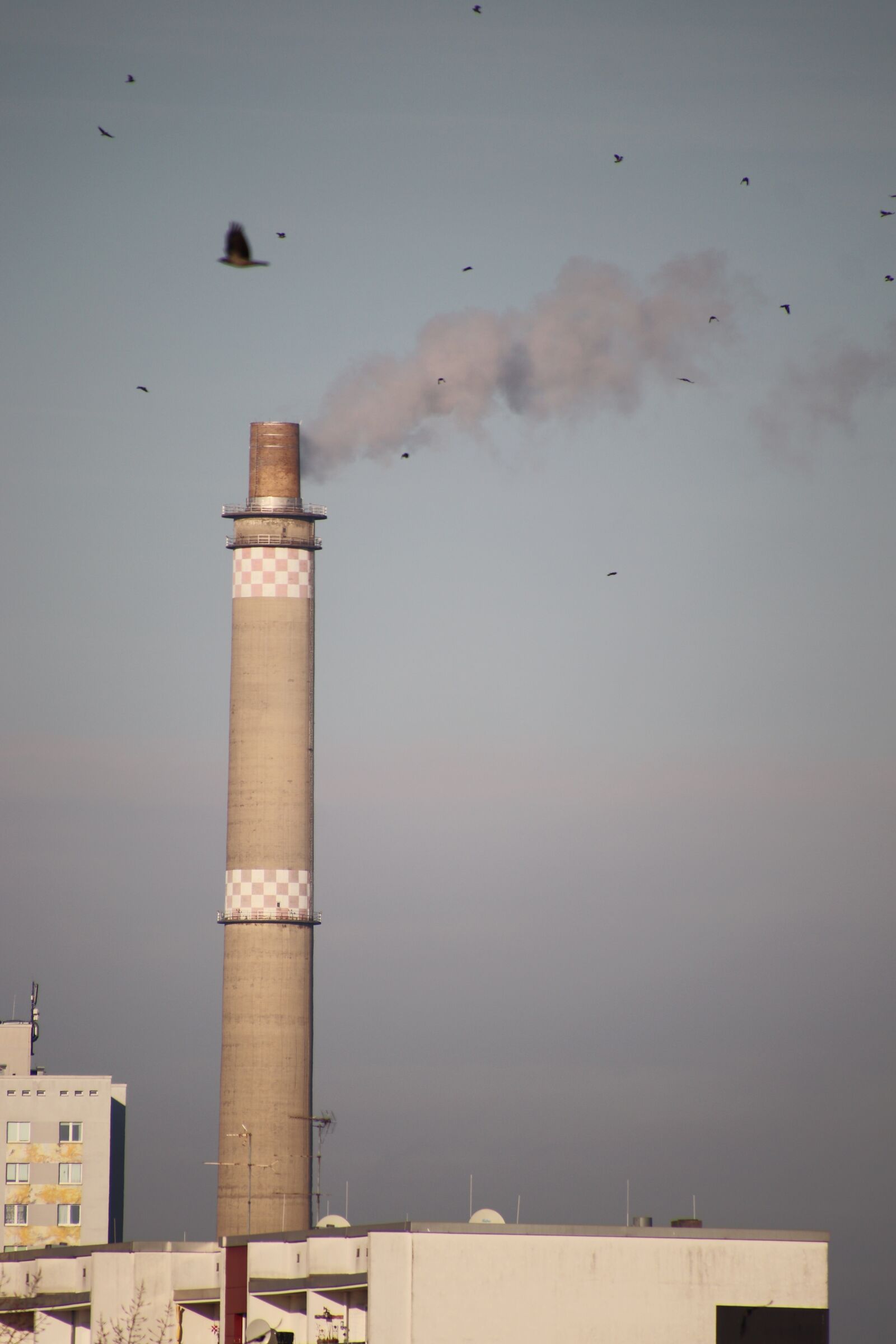 Canon EOS 800D (EOS Rebel T7i / EOS Kiss X9i) sample photo. Chimney, smoke, crow photography
