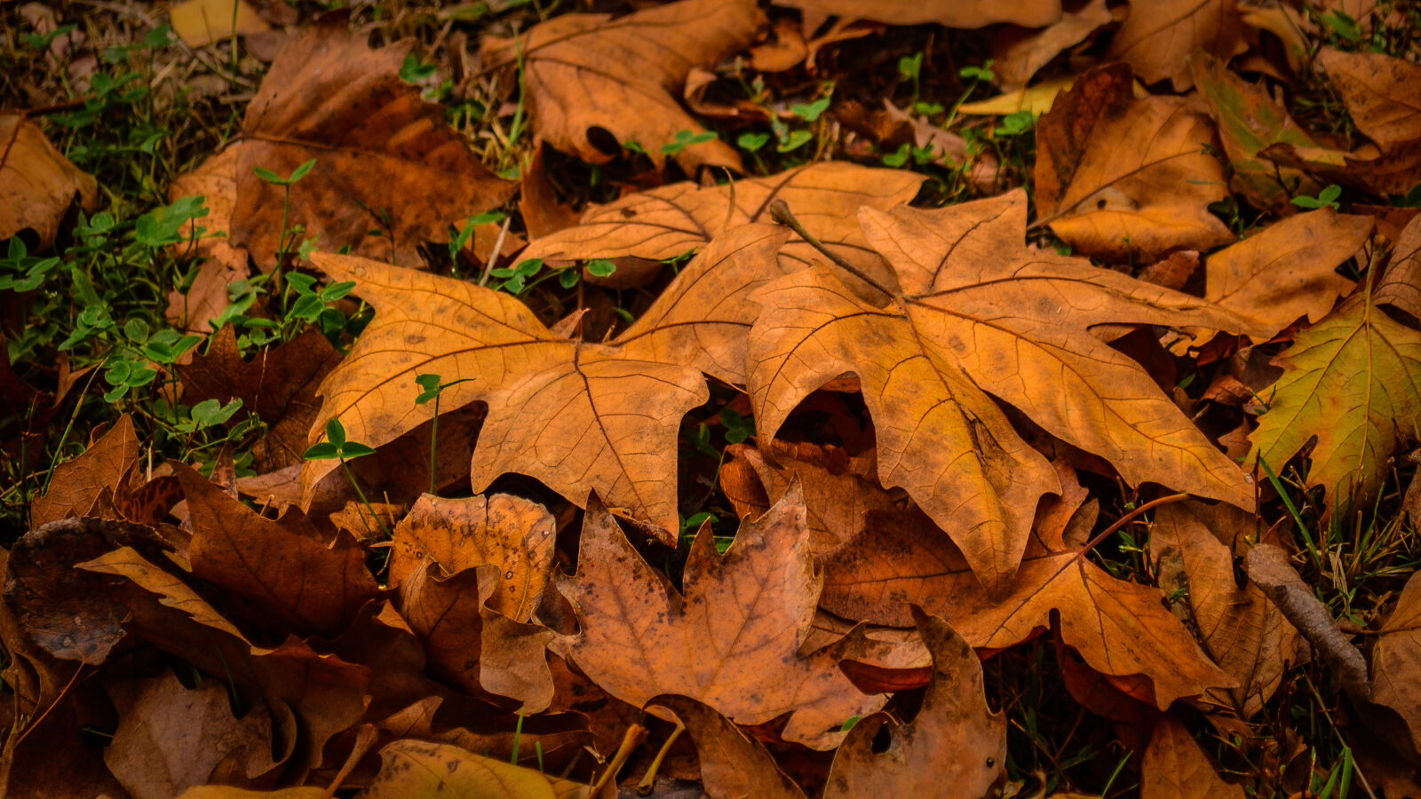 Nikon D3100 sample photo. Autumn, city, park, leaves photography