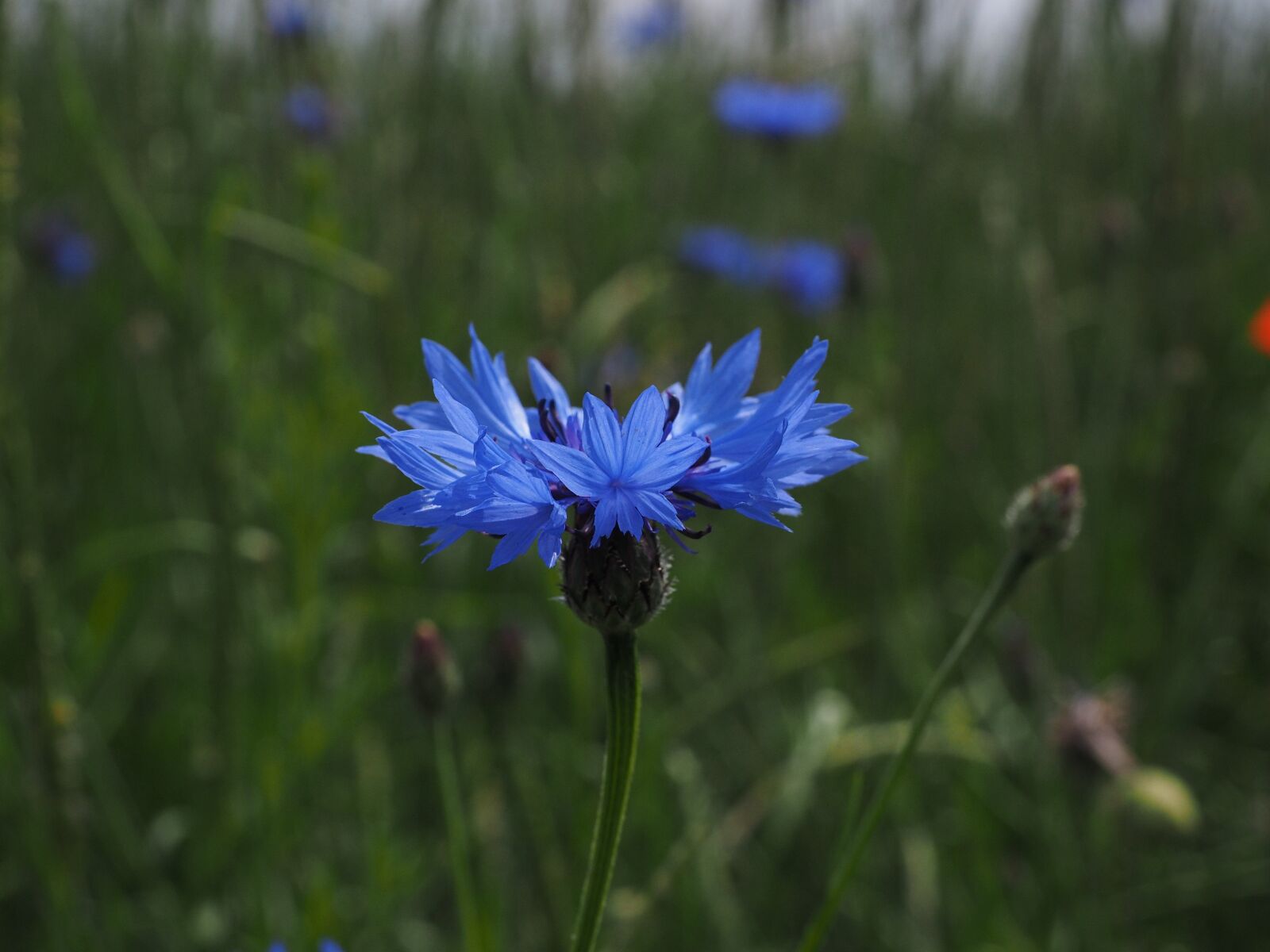 Olympus OM-D E-M1 + Olympus M.Zuiko Digital ED 12-40mm F2.8 Pro sample photo. Cornflower, flower, blossom photography