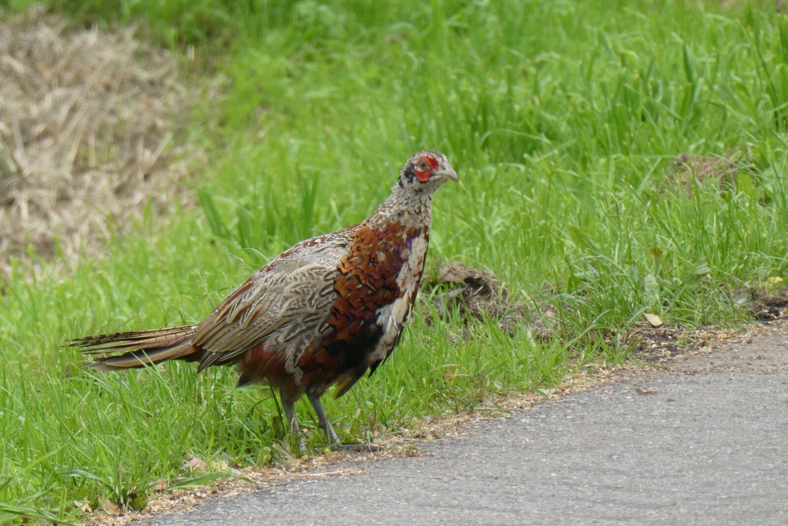 Panasonic Lumix DC-ZS70 (Lumix DC-TZ90) sample photo. Young pheasant, berm, forest photography