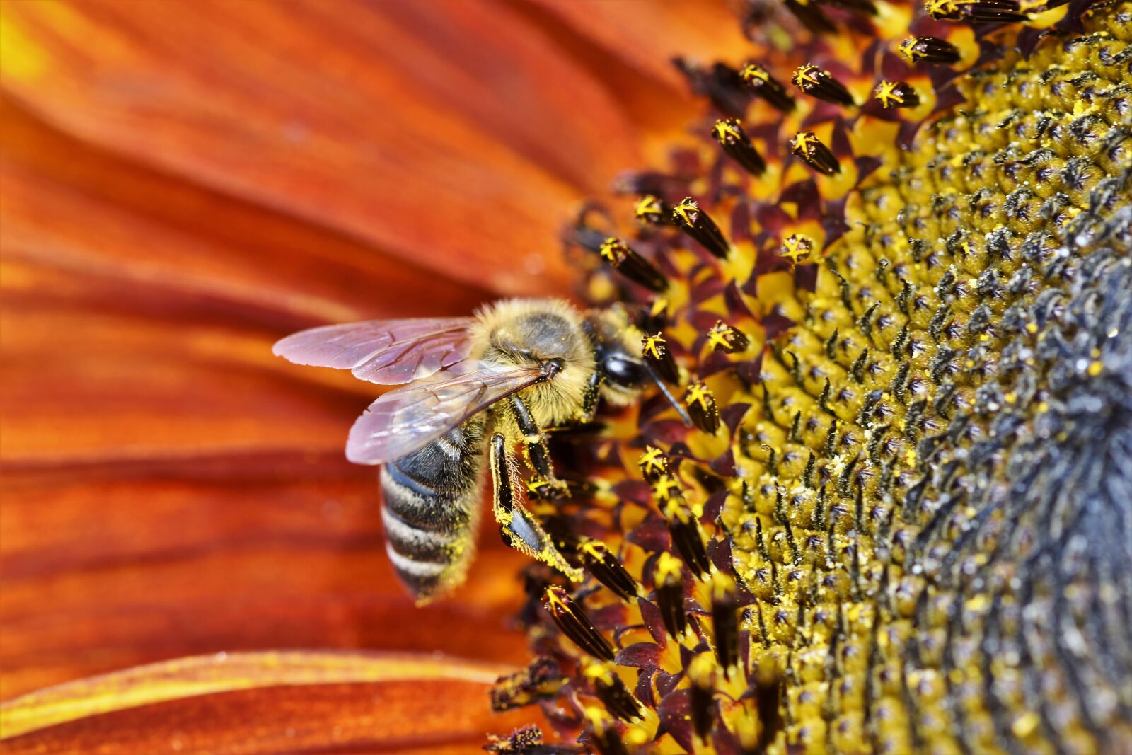 Nikon D7200 sample photo. Sunflower, bee, insect photography