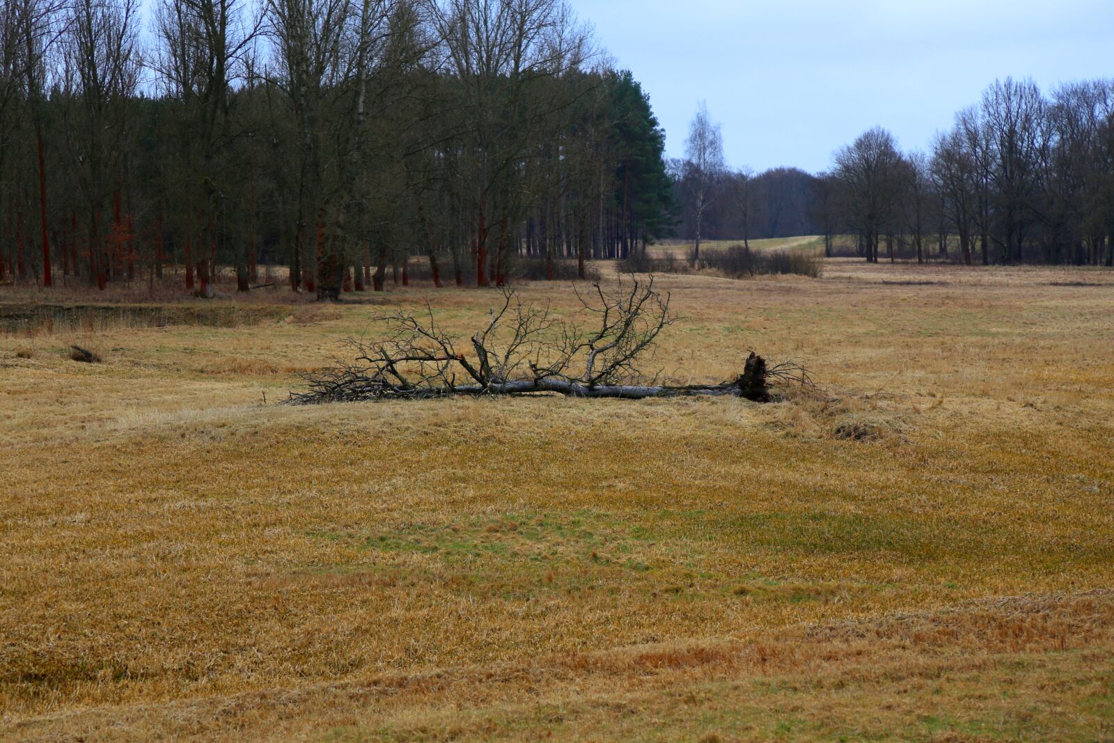 Canon EOS 6D sample photo. Fallen tree, field, forest photography
