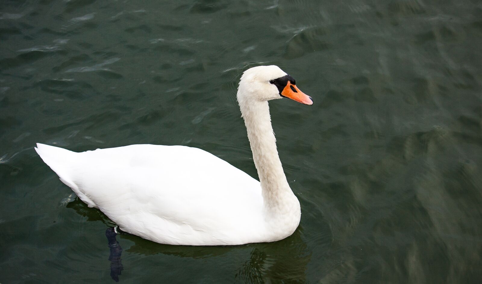 Canon EOS 50D sample photo. Swan, animal, water bird photography