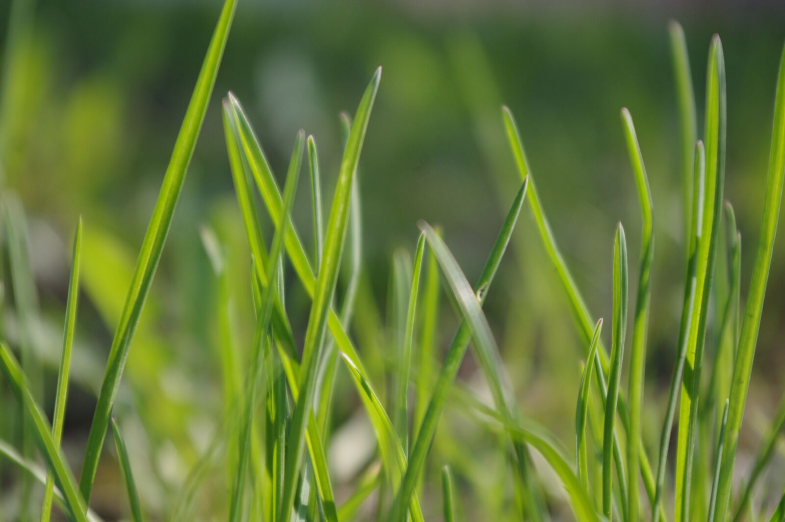 Pentax K-r sample photo. Green, grass, nature photography