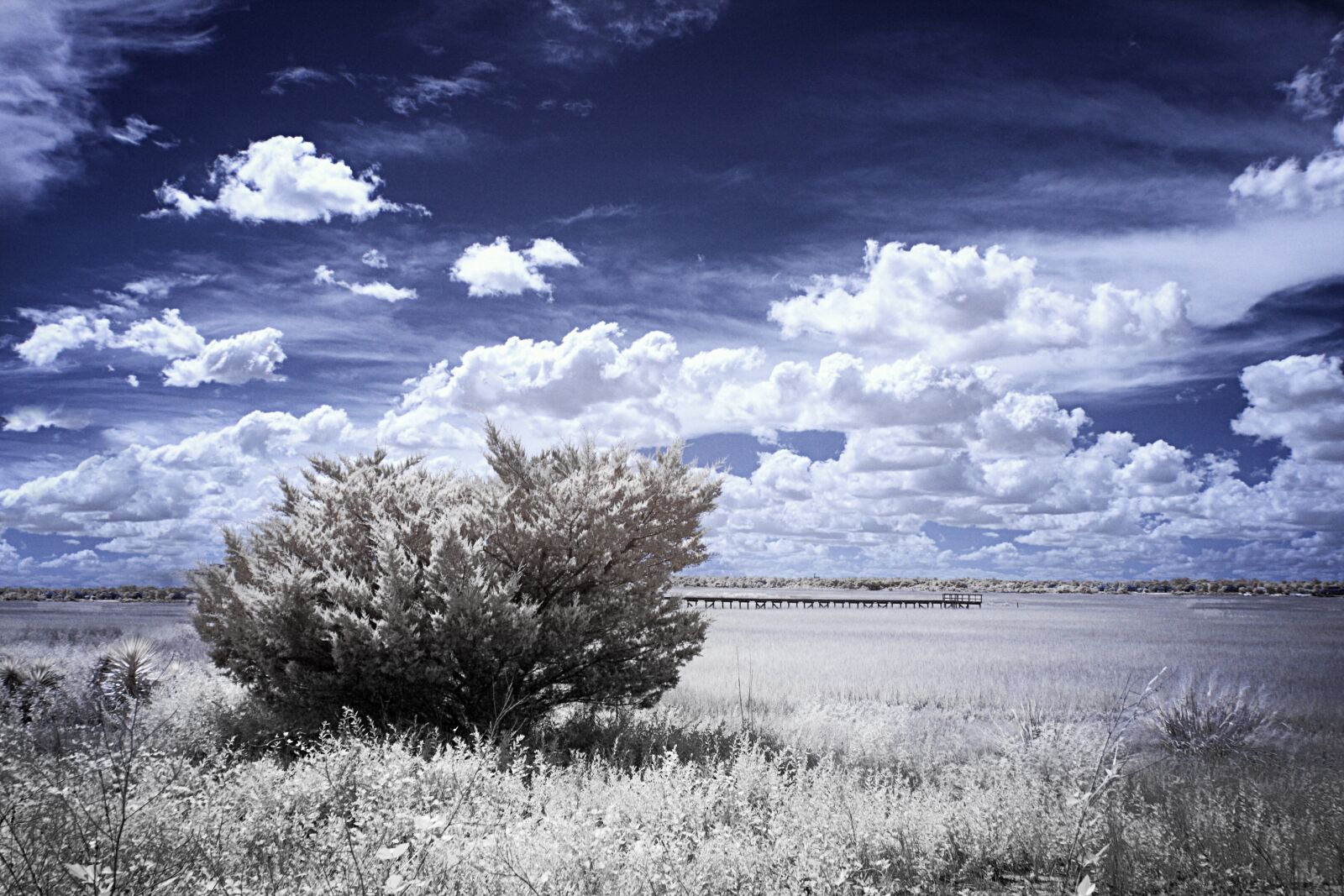 Canon EOS 40D sample photo. Infrared, marsh grass, low photography