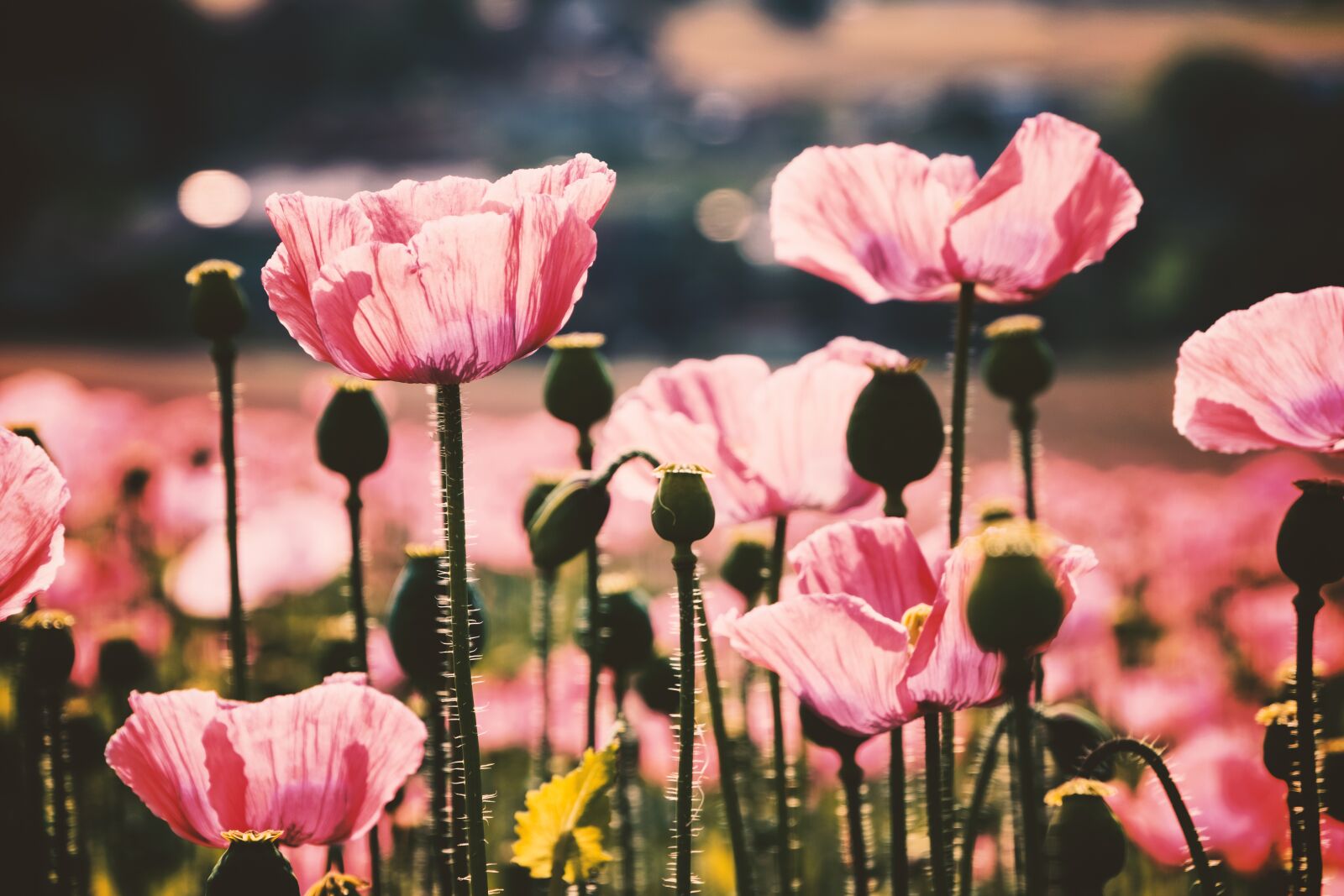 Fujifilm X-T3 sample photo. Poppy, pink, bright photography
