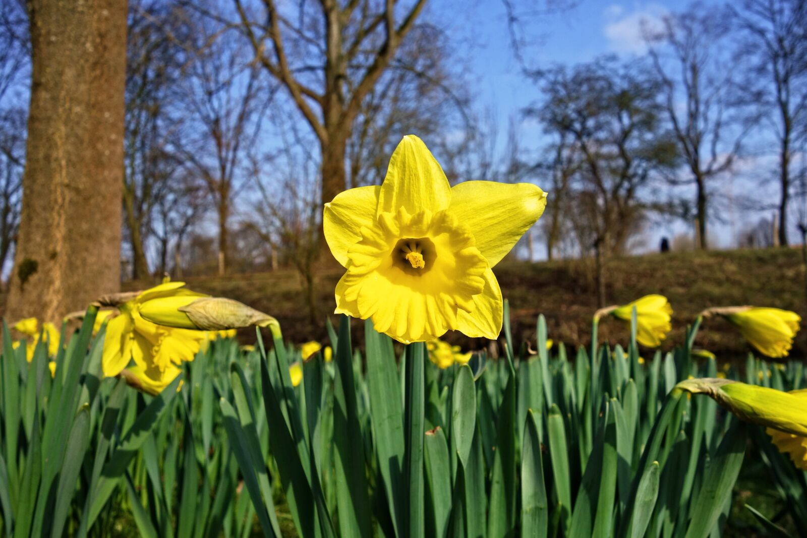 Sony Cyber-shot DSC-RX100 sample photo. Daffodil, narcissus, flower photography