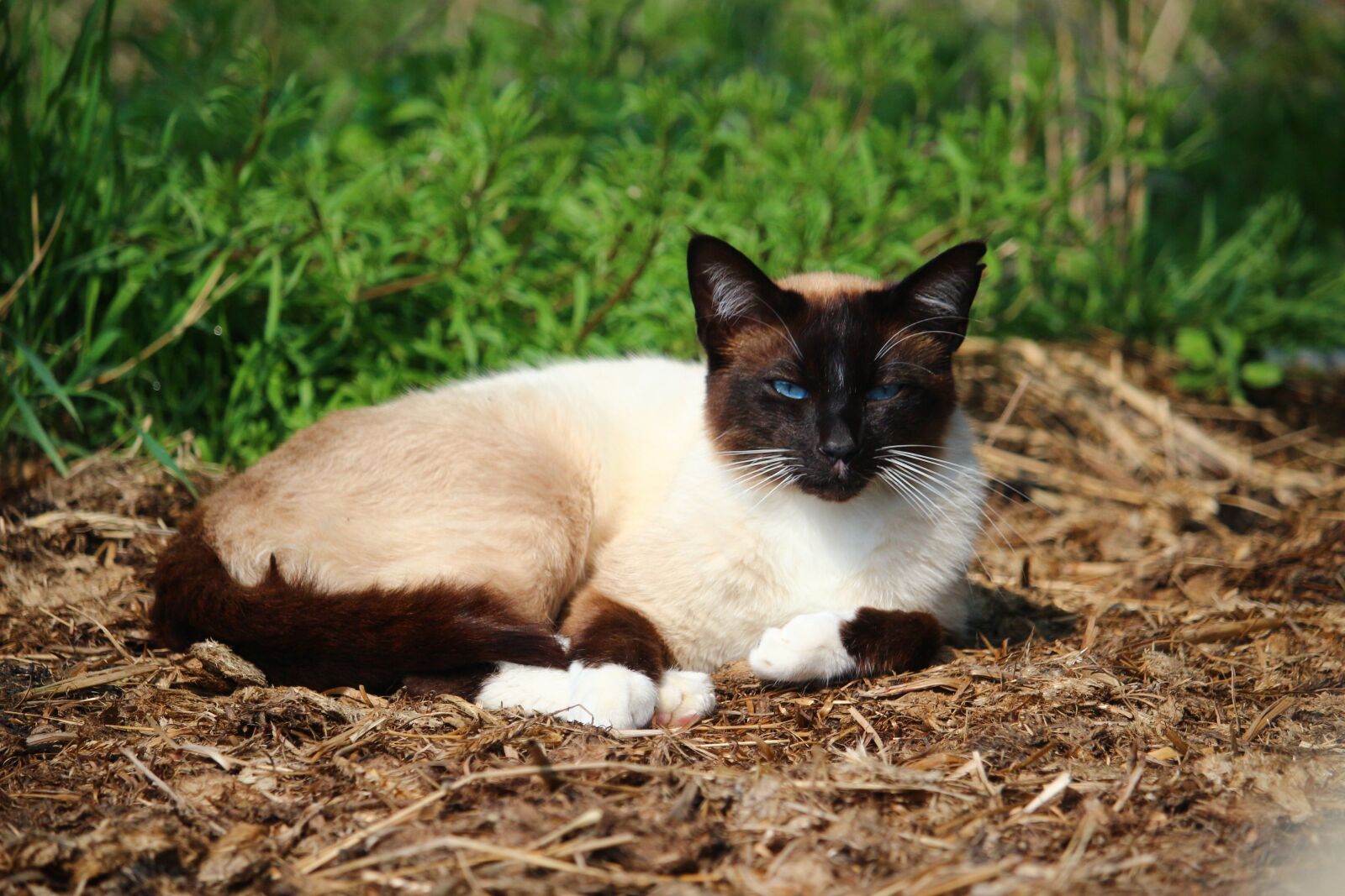 Canon EOS 100D (EOS Rebel SL1 / EOS Kiss X7) sample photo. Cat, kitten, mieze photography