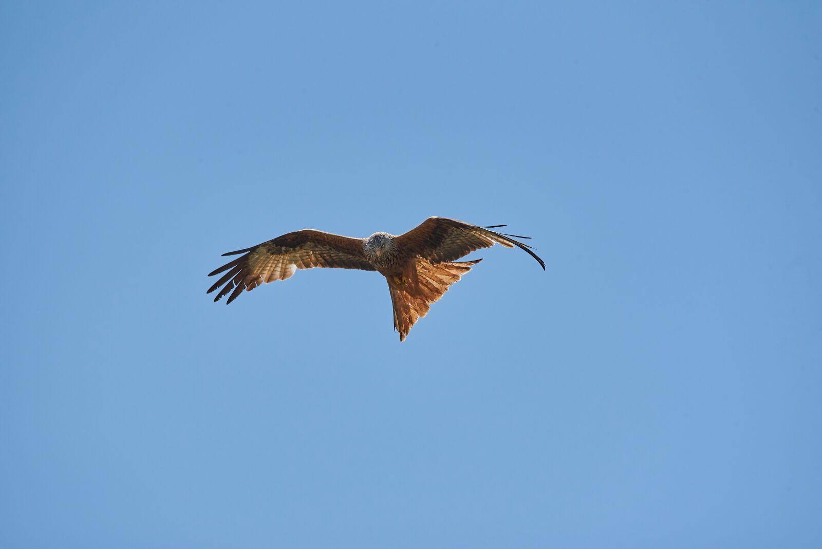 Nikon D750 sample photo. Bird, red kite, milan photography
