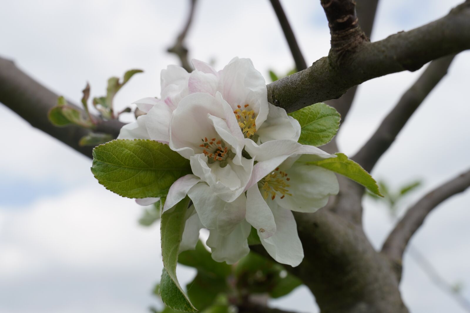 Sony a6400 sample photo. Blossom, bloom, apple tree photography