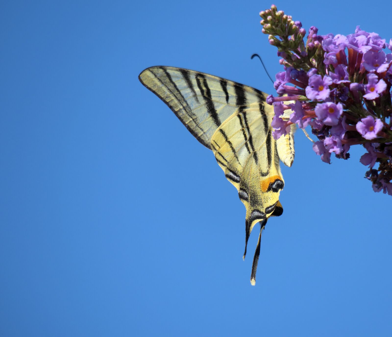 Canon PowerShot G3 X sample photo. Dovetail, butterfly, insect photography