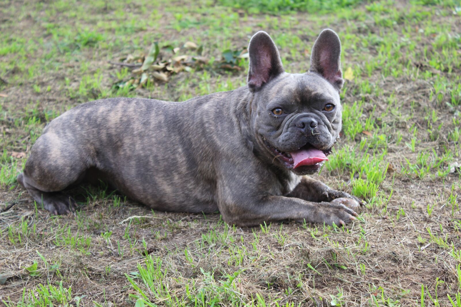 Canon EOS 600D (Rebel EOS T3i / EOS Kiss X5) sample photo. Bulldog, dog, french bulldog photography