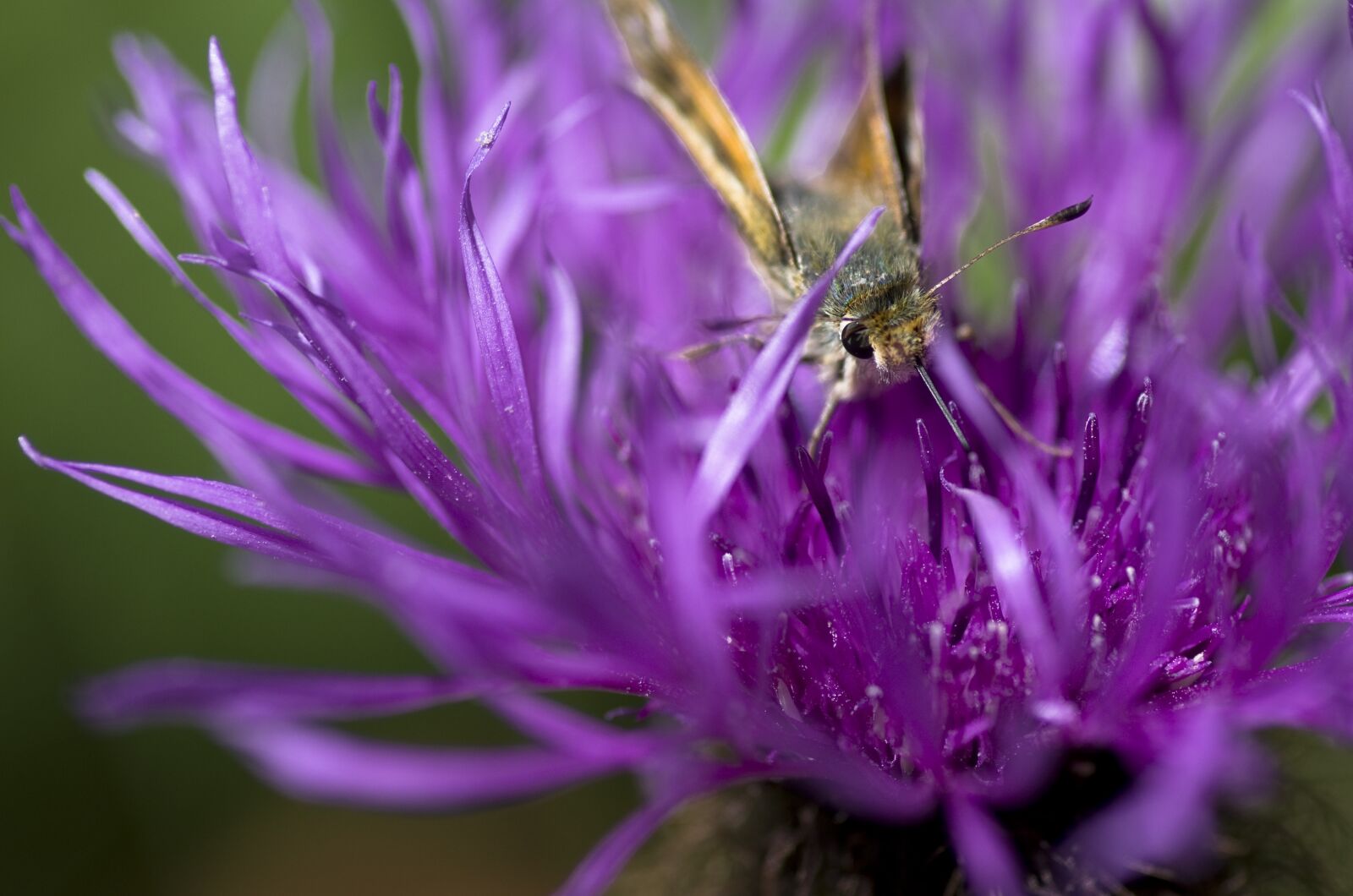 Pentax K-30 sample photo. Skipper, butterfly, close up photography