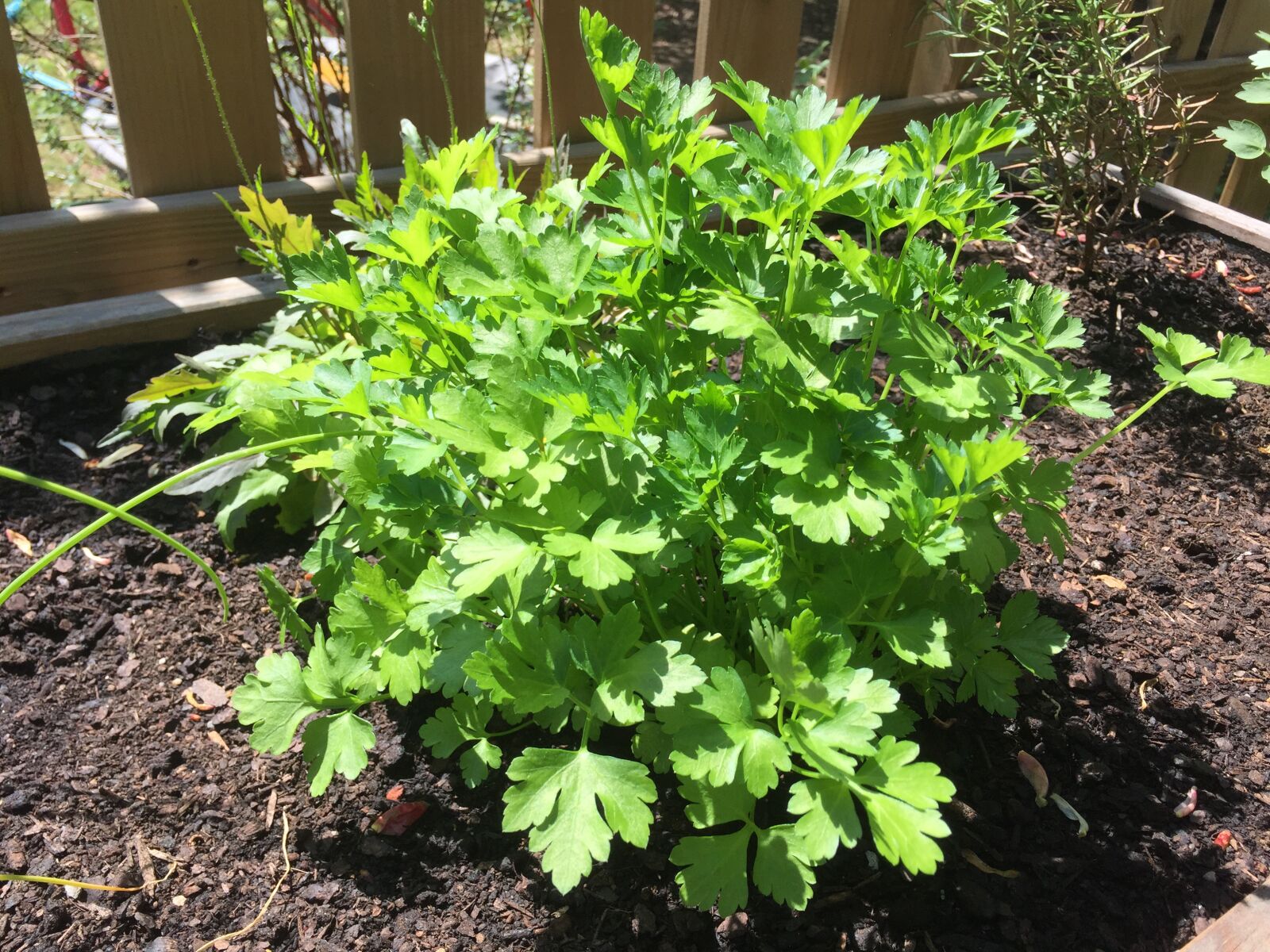 iPhone 6 back camera 4.15mm f/2.2 sample photo. Parsley, herbs, plant photography