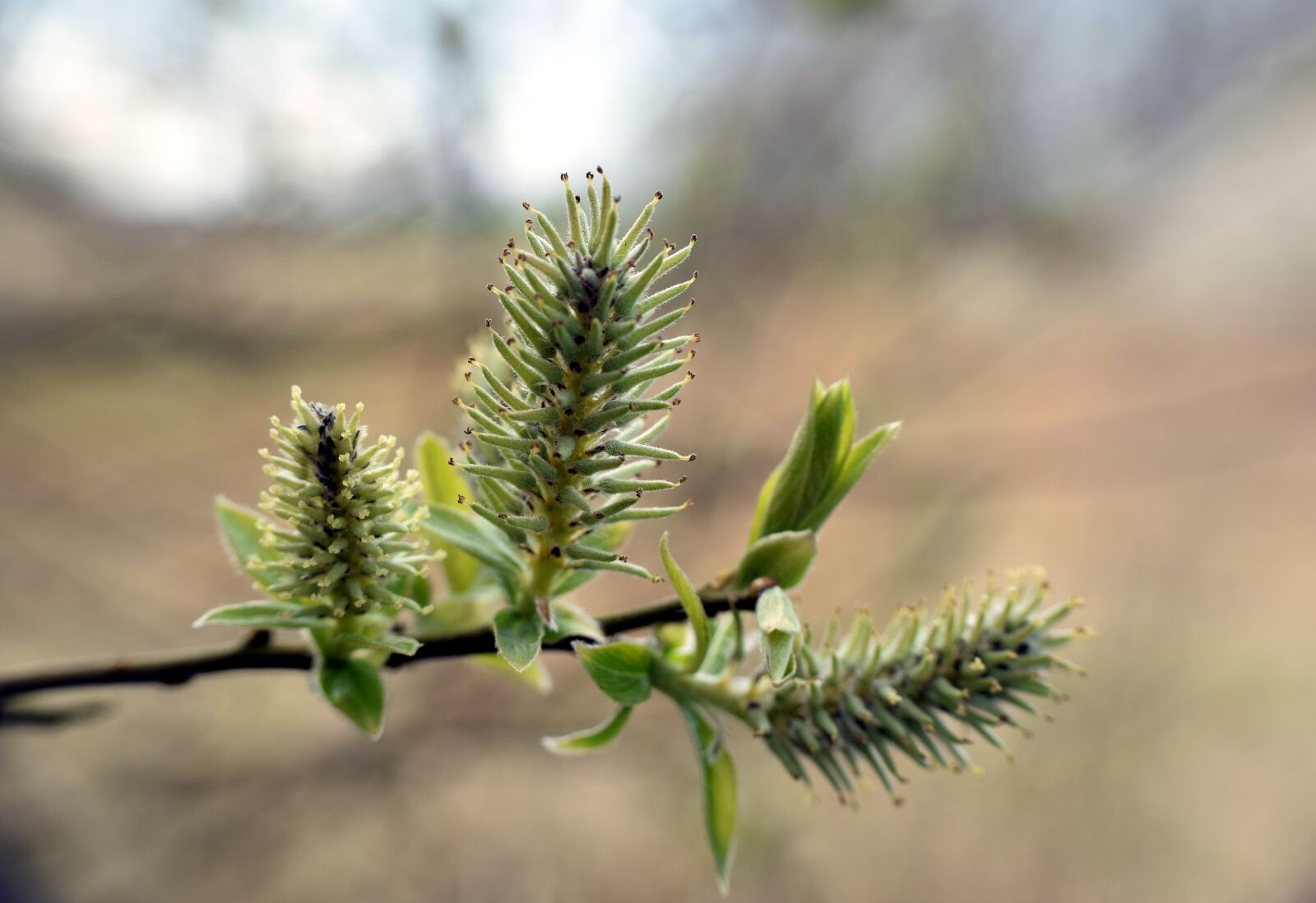 Nikon D5300 sample photo. Branch, green, bud photography