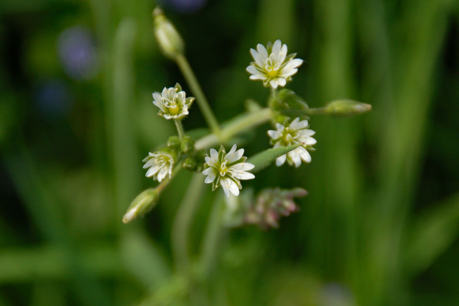 Nikon D50 sample photo. Wild, growth, bloom photography