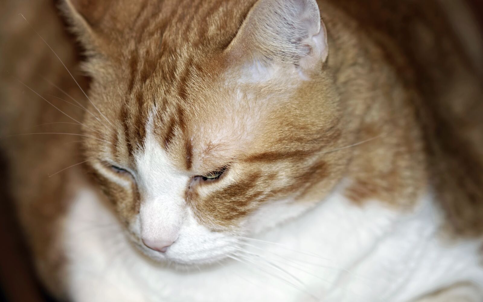 Nikon D5300 sample photo. Head, cat, pet photography