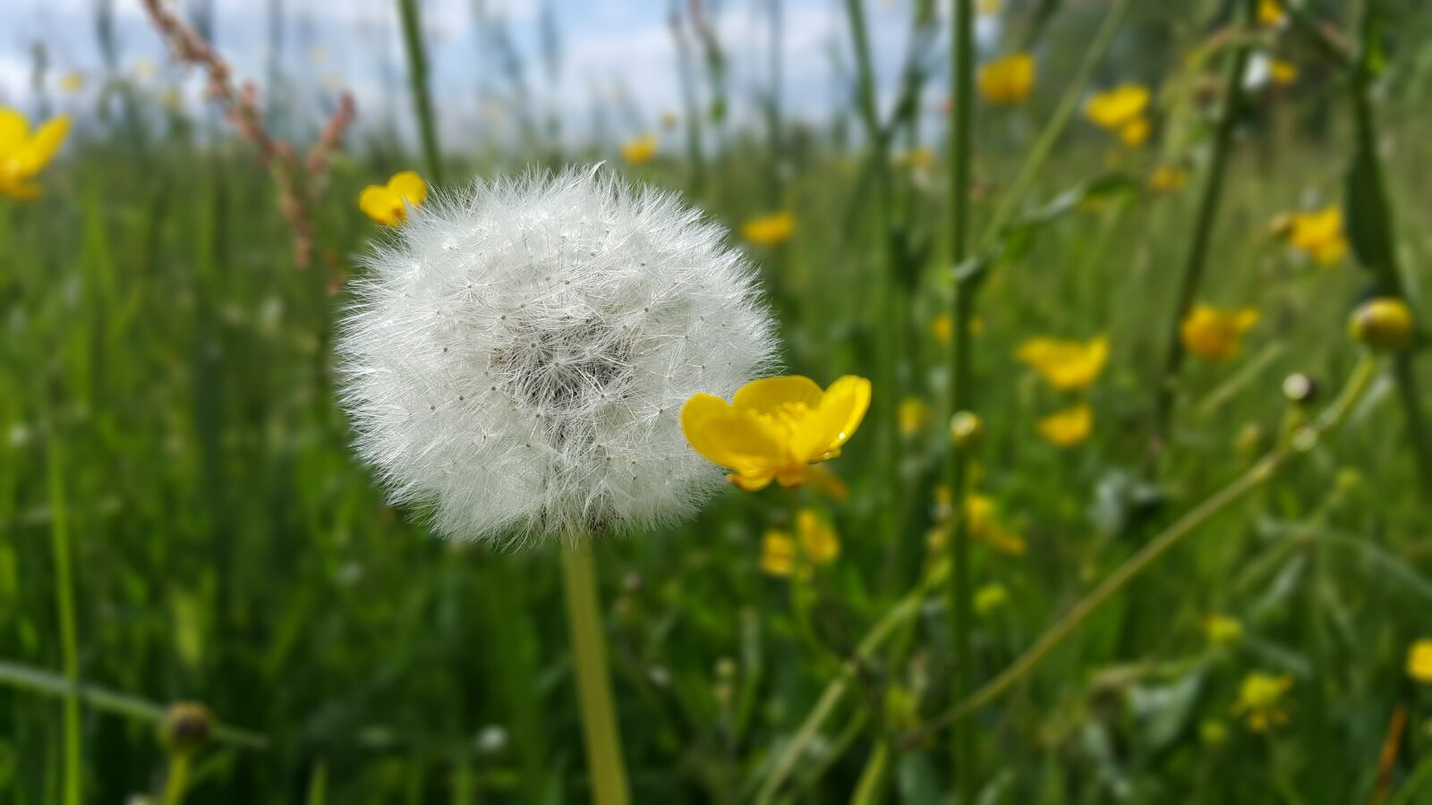 Samsung Galaxy S6 sample photo. Meadow, plant, plants photography