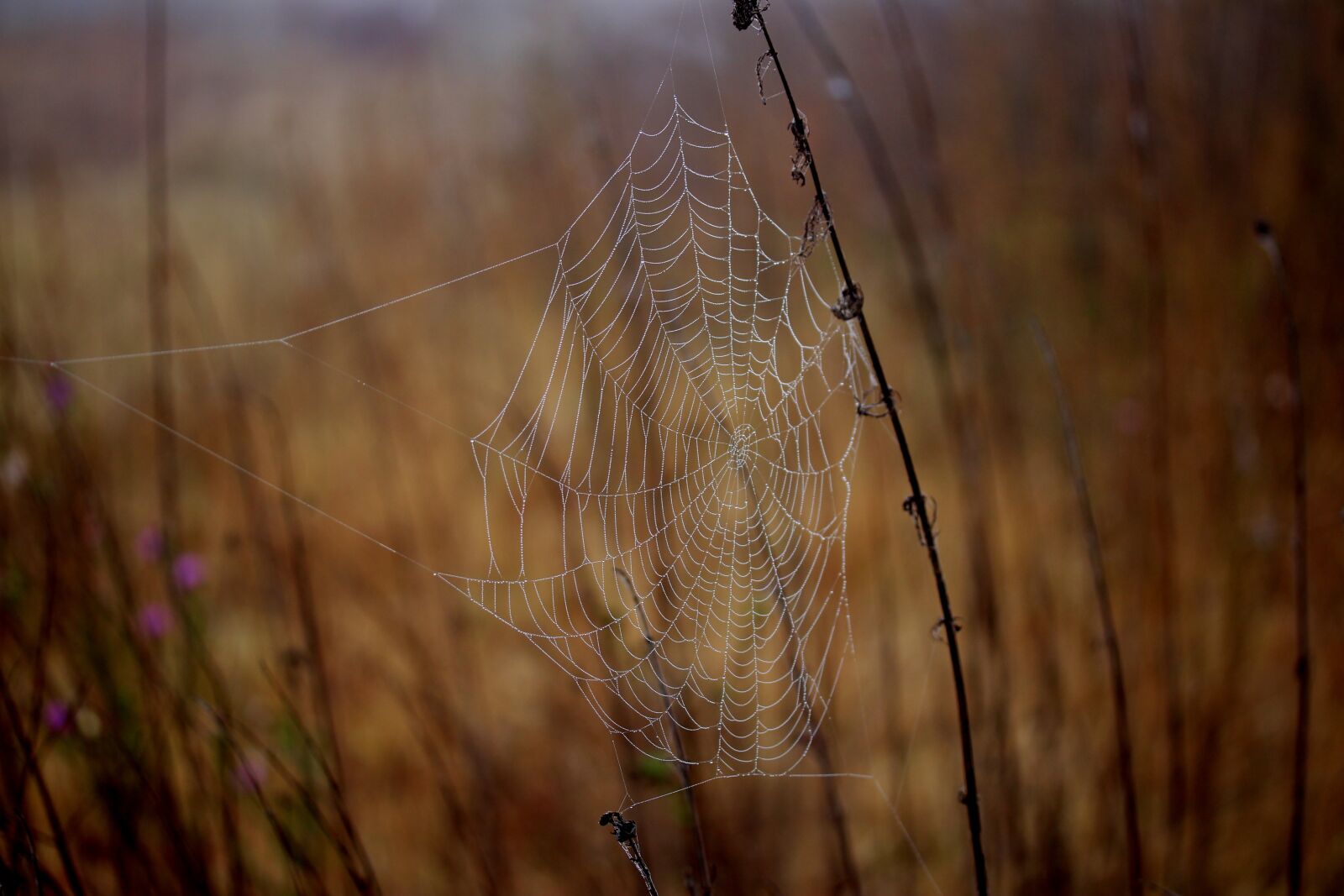 Canon EF-S 60mm F2.8 Macro USM sample photo. Spider web, wet, hooked photography