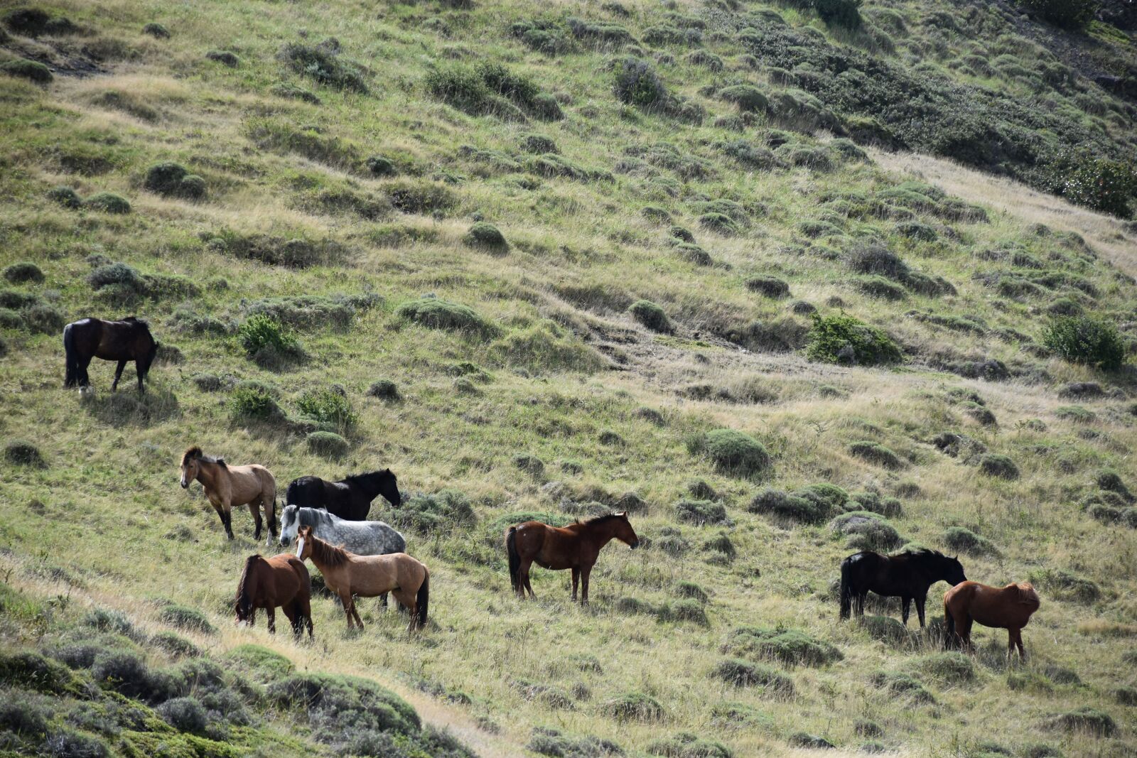 Nikon D5500 sample photo. Patagonia, torres del paine photography