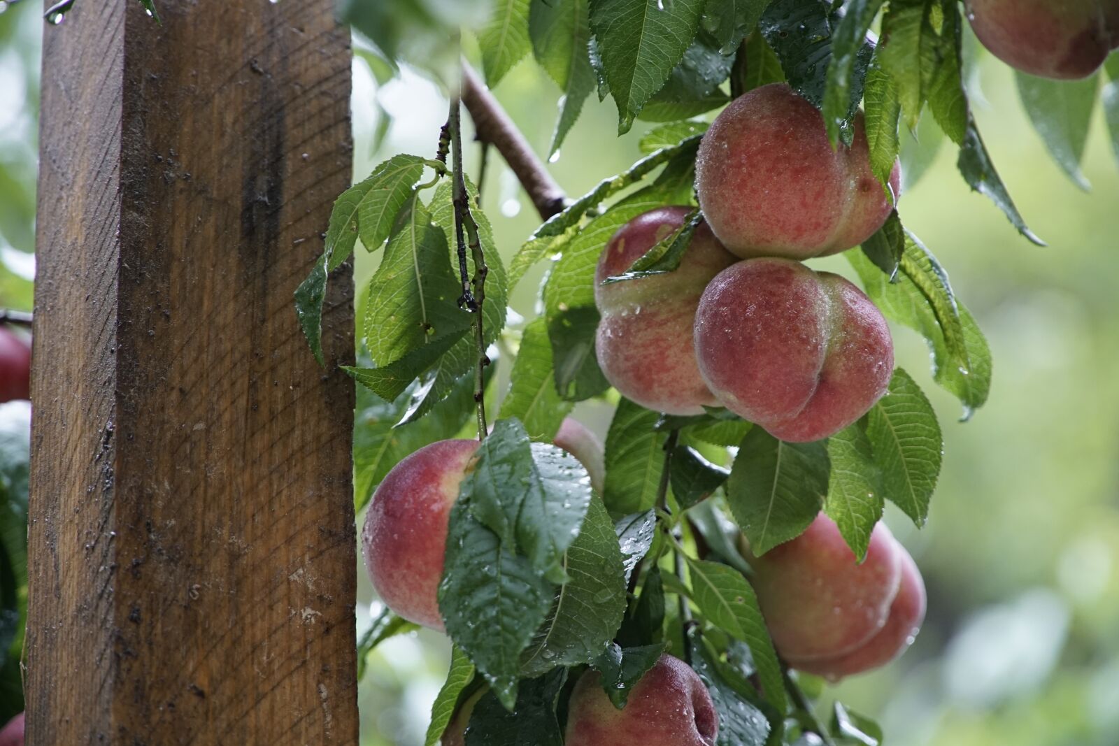 Sony E PZ 18-105mm F4 G OSS sample photo. Peach tree, peaches, fruit photography