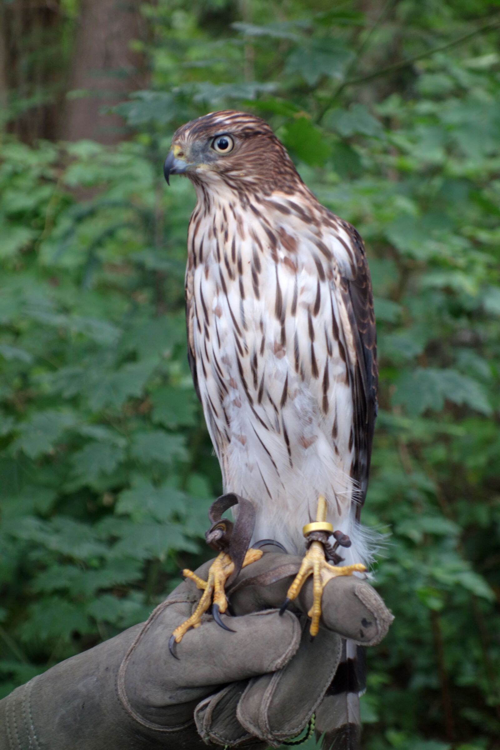 Sony Cyber-shot DSC-RX100 sample photo. Falcon, bird, raptor photography