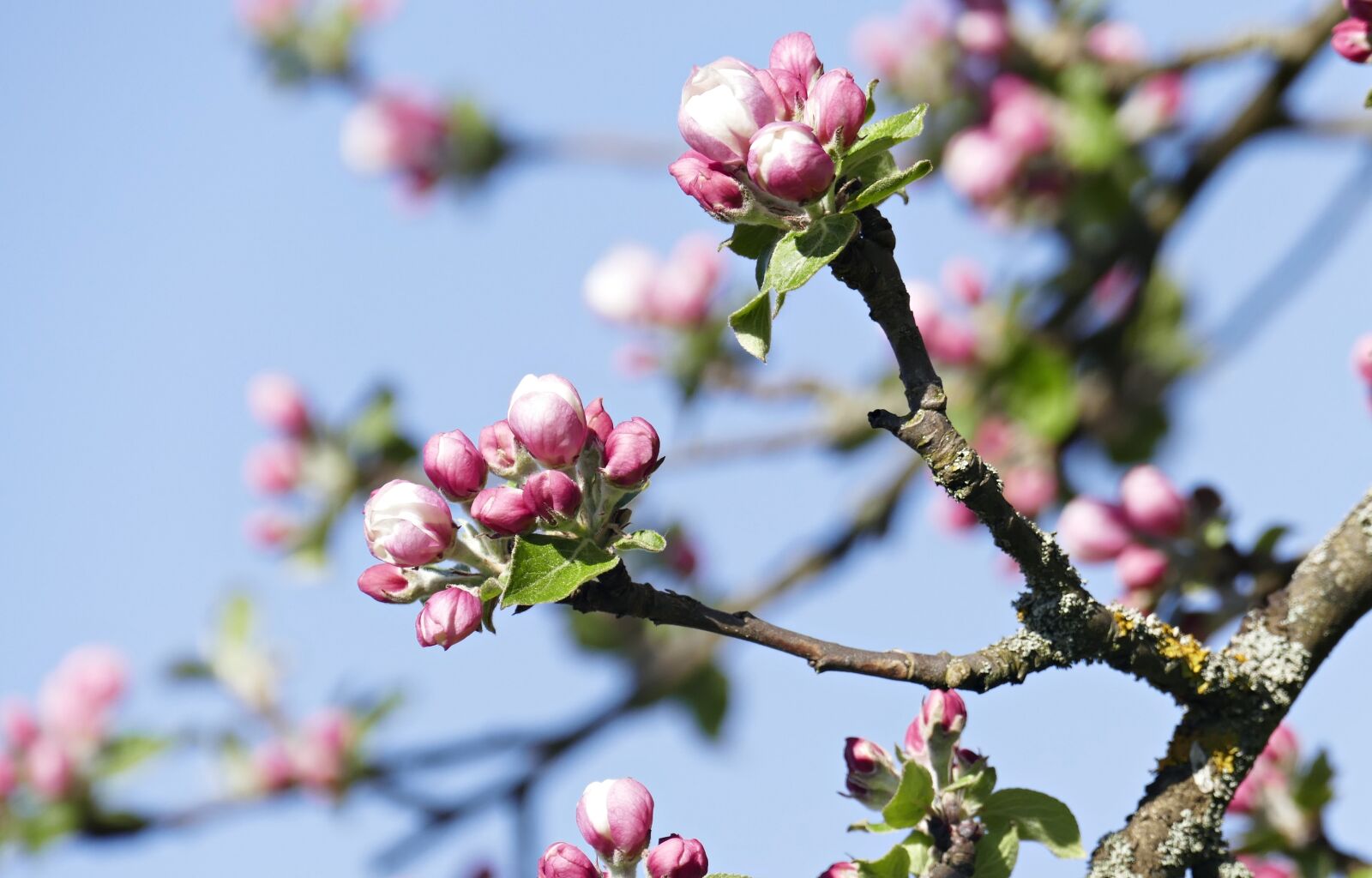 Panasonic Lumix DMC-FZ1000 sample photo. Bud, pink, branches photography