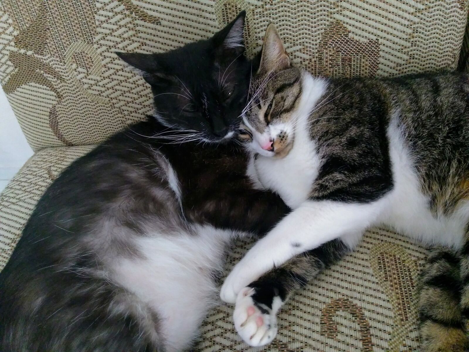 Motorola Moto G Play sample photo. Cat, lazy, cute photography