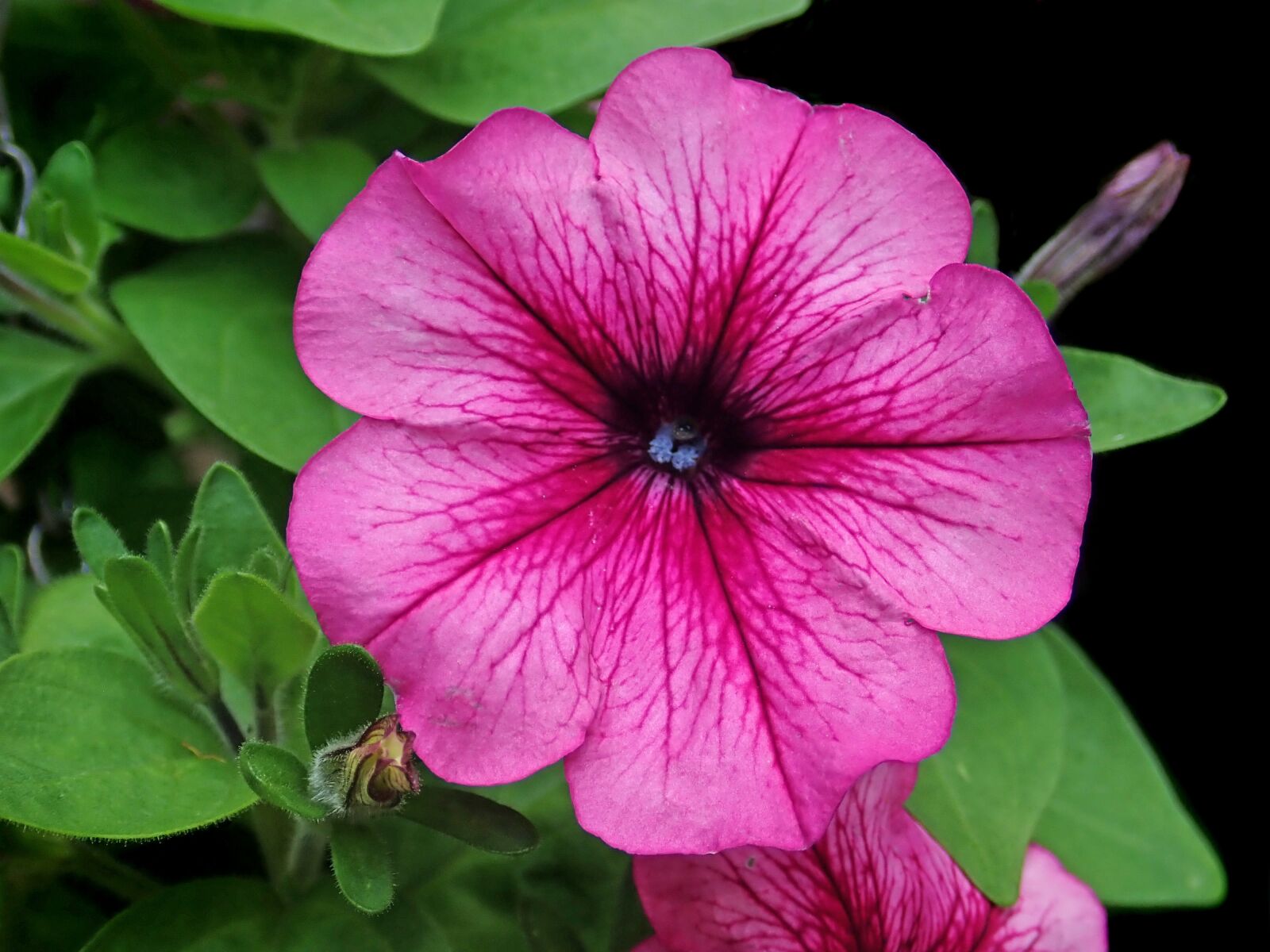 Olympus TG-5 sample photo. Flower, petunia, garden photography