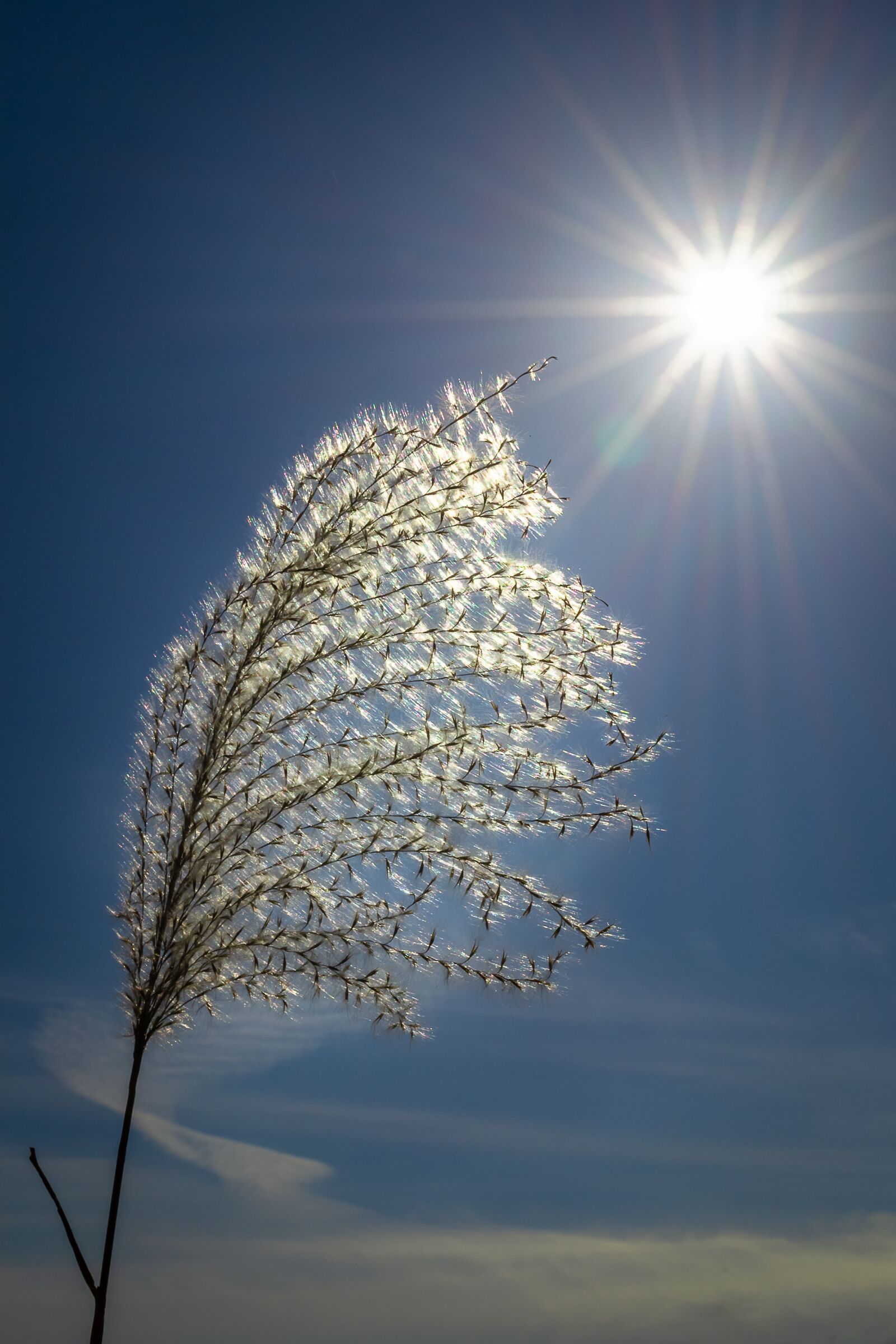 Nikon D3100 sample photo. Silver grass, autumn, reed photography