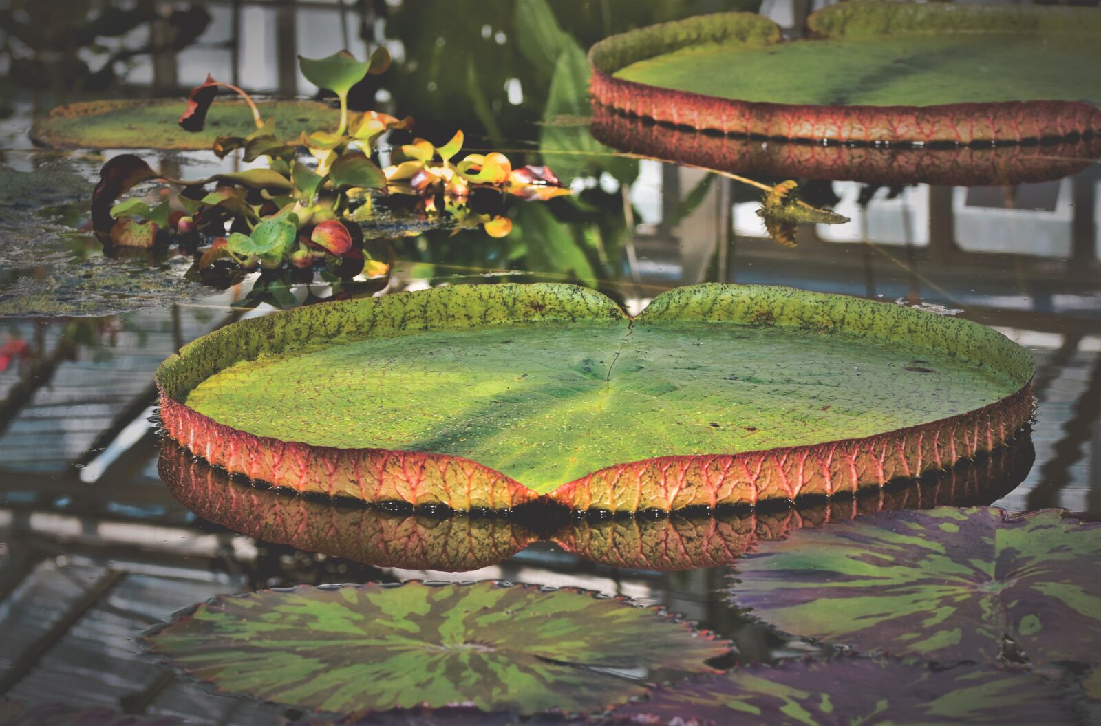 Nikon D7200 sample photo. Lily pad, water lily photography