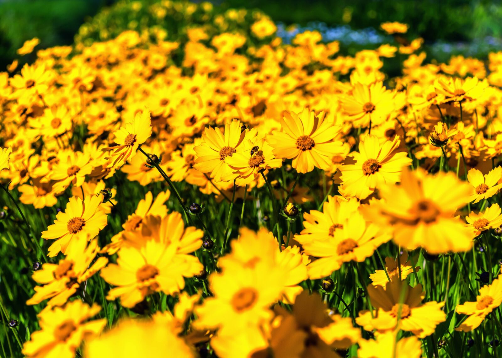 Nikon D3300 sample photo. Flowers, daisies, yellow photography
