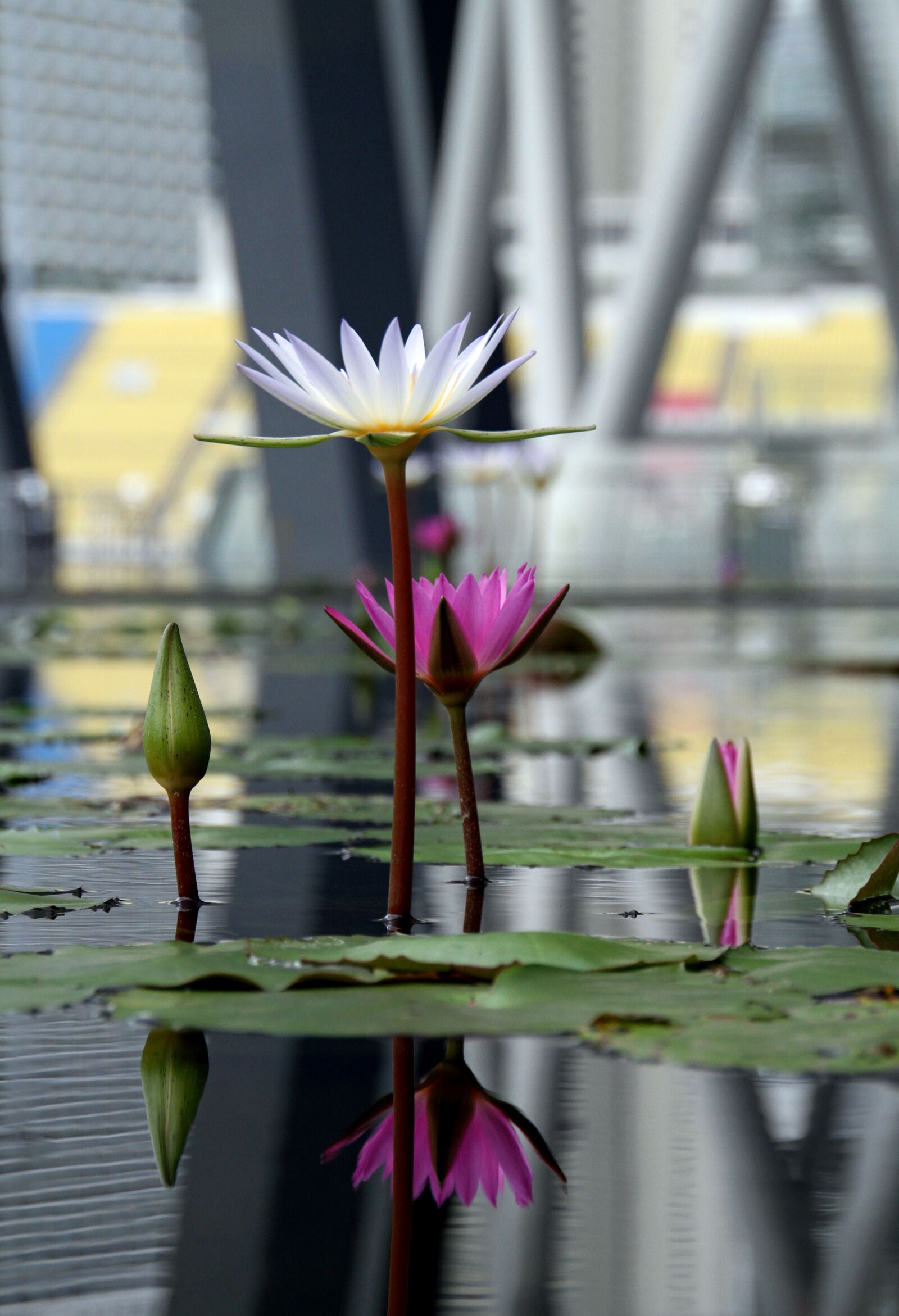 Canon EOS 7D sample photo. Lotus, water, lily photography