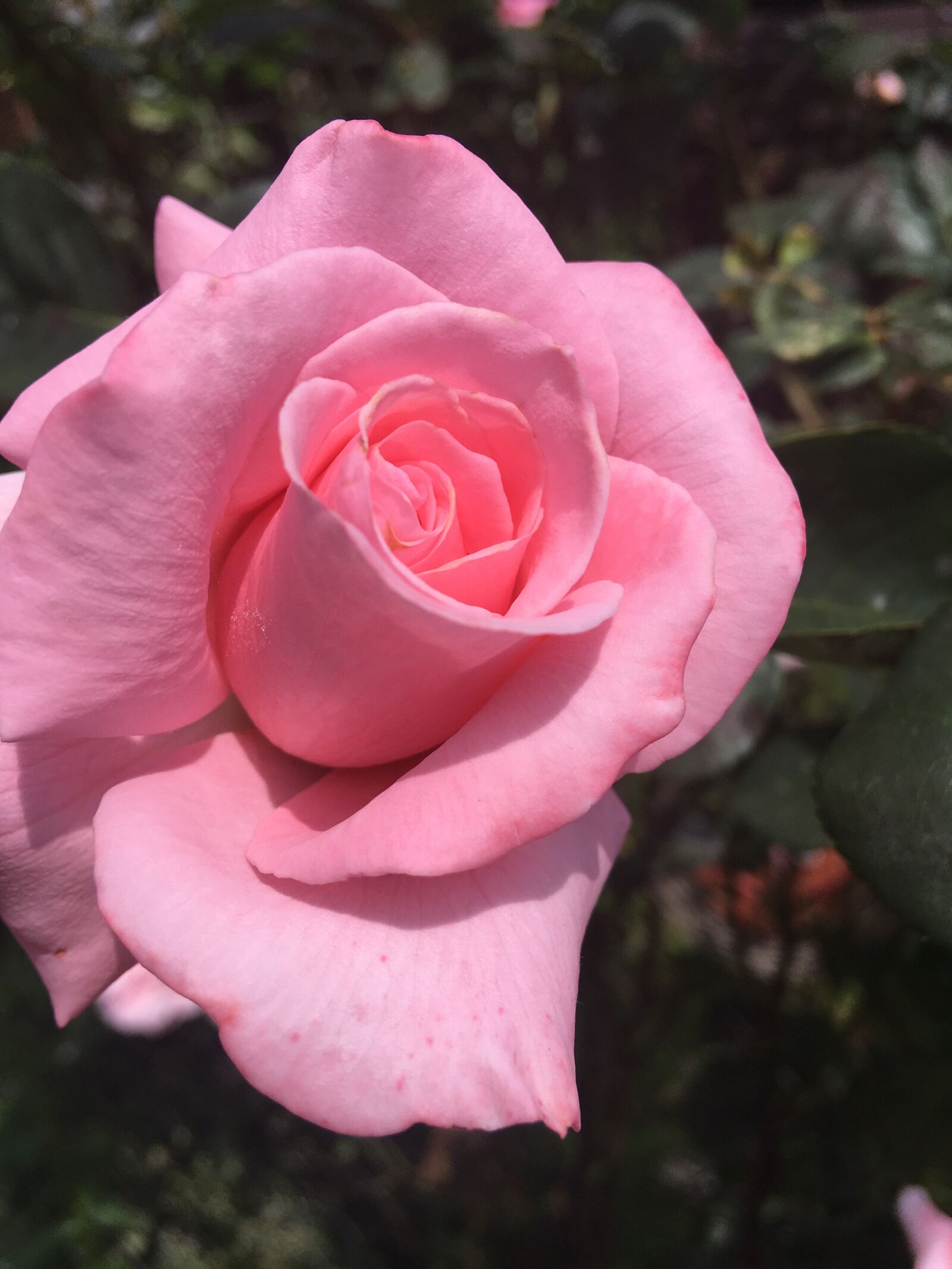Apple iPhone SE sample photo. Rose, flower, beauty photography