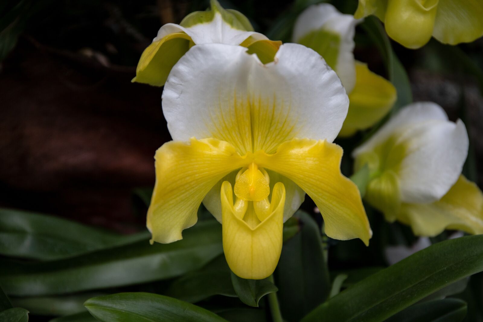 Canon EOS 6D Mark II sample photo. Orchid, flower, plant photography