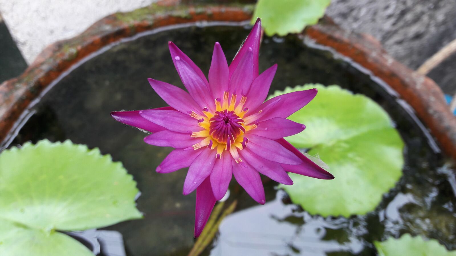 Samsung Galaxy J7 sample photo. Lotus, purple, basin photography