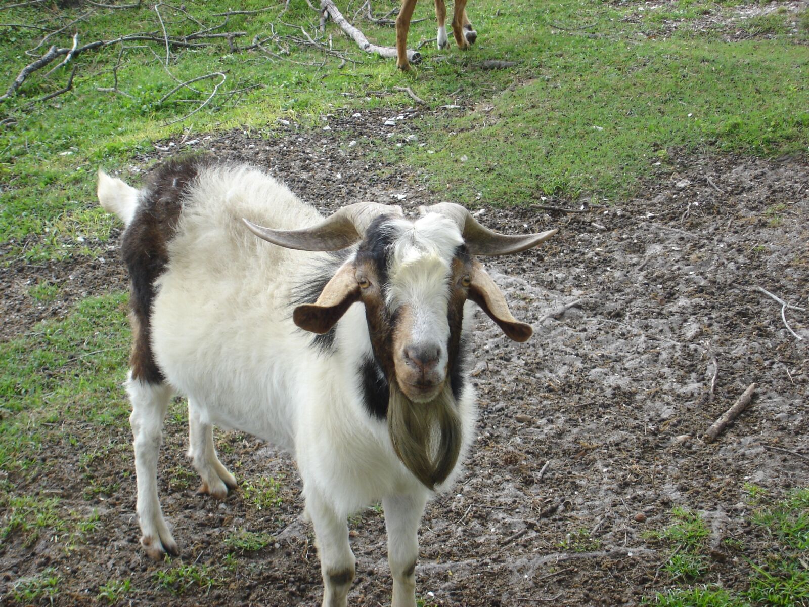 Sony DSC-W1 sample photo. Survival, goat, milk photography