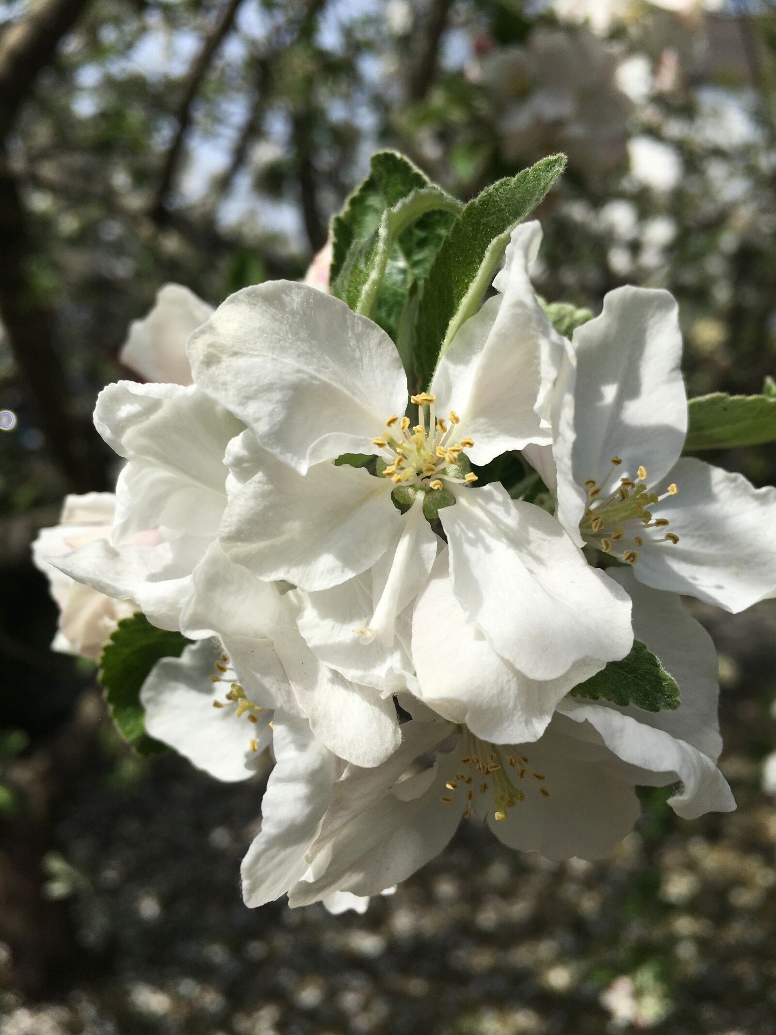 iPhone 6s Plus back camera 4.15mm f/2.2 sample photo. Spring flower, blossom, white photography